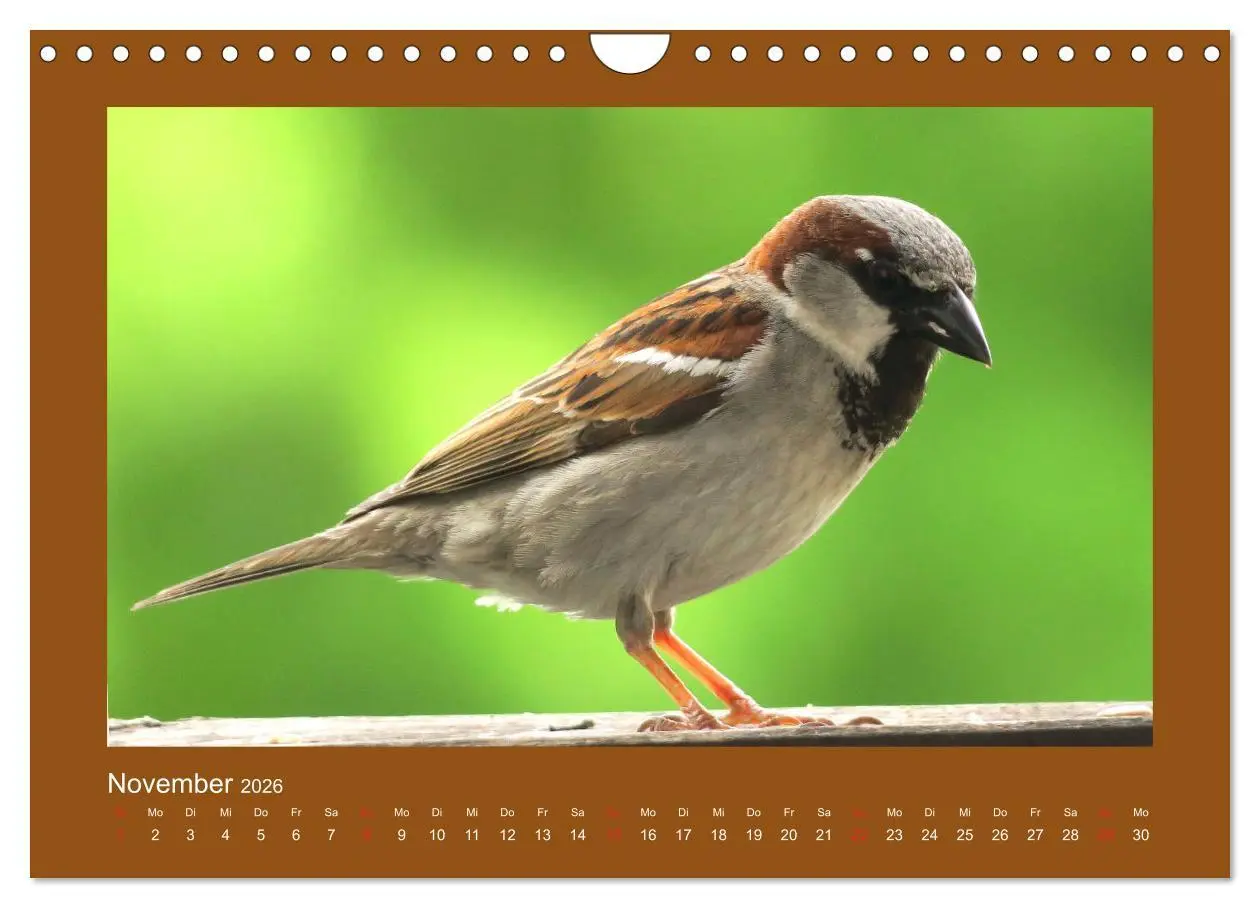 Bild: 9783457777275 | Vogelporträts - Heimische Vögel auf meinem Balkon (Wandkalender...