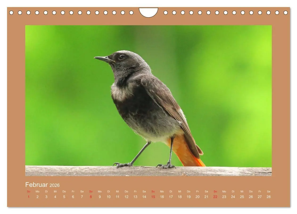 Bild: 9783457777275 | Vogelporträts - Heimische Vögel auf meinem Balkon (Wandkalender...