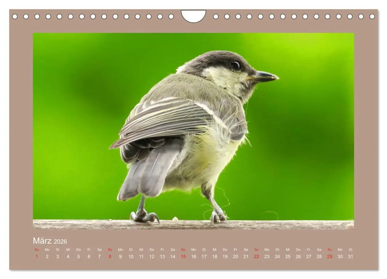 Bild: 9783457777275 | Vogelporträts - Heimische Vögel auf meinem Balkon (Wandkalender...