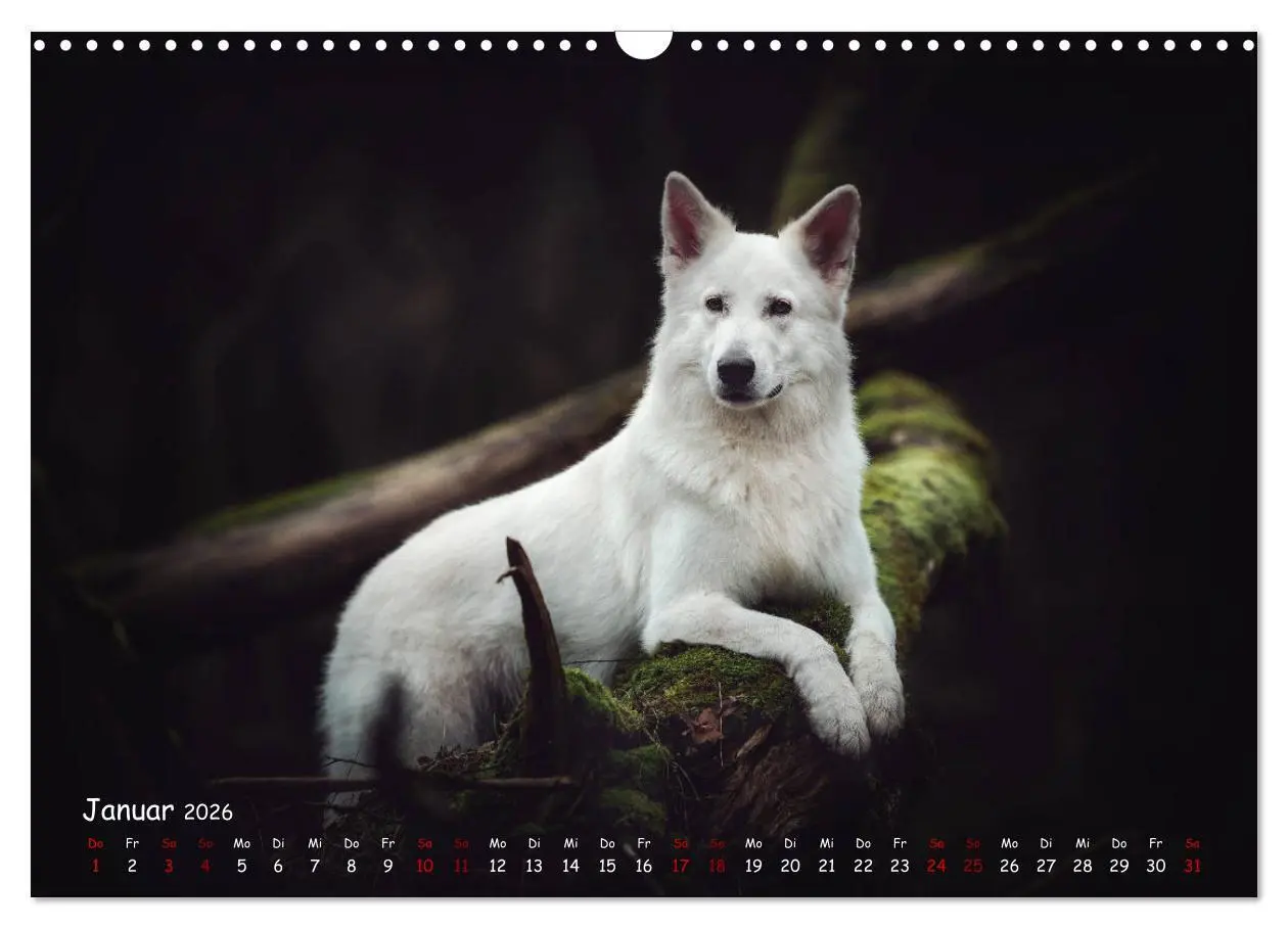 Bild: 9783457847275 | Schäferhunde und Ihre Vielfalt (Wandkalender 2026 DIN A3 quer),...