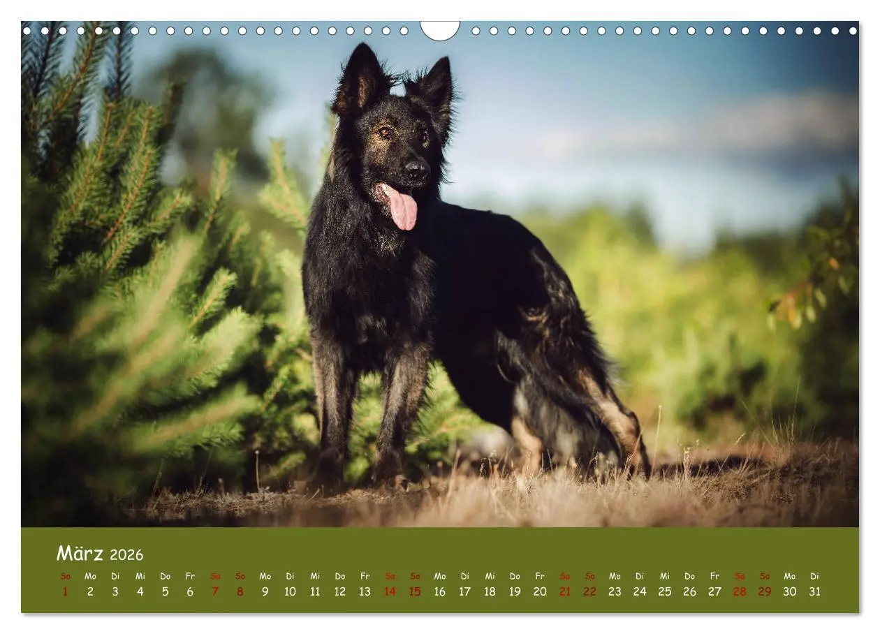 Bild: 9783457847275 | Schäferhunde und Ihre Vielfalt (Wandkalender 2026 DIN A3 quer),...