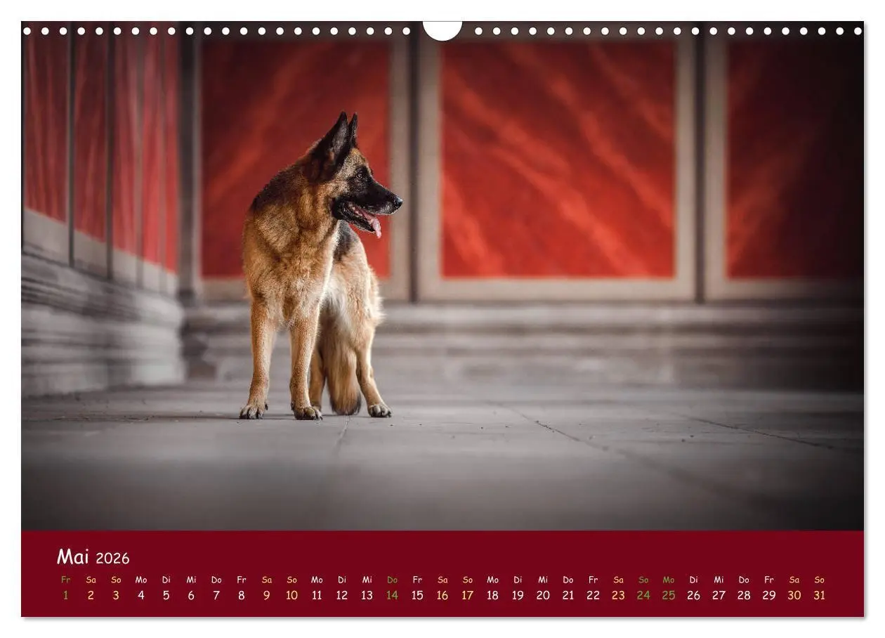 Bild: 9783457847275 | Schäferhunde und Ihre Vielfalt (Wandkalender 2026 DIN A3 quer),...