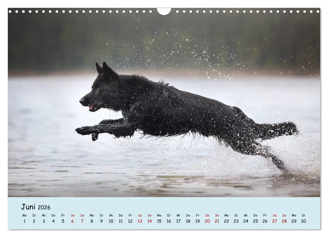 Bild: 9783457847275 | Schäferhunde und Ihre Vielfalt (Wandkalender 2026 DIN A3 quer),...