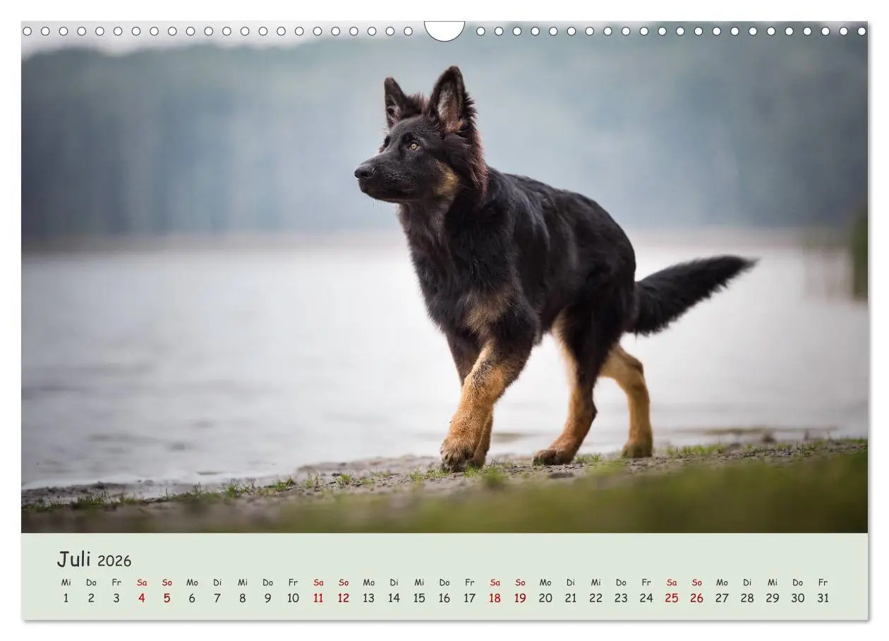 Bild: 9783457847275 | Schäferhunde und Ihre Vielfalt (Wandkalender 2026 DIN A3 quer),...