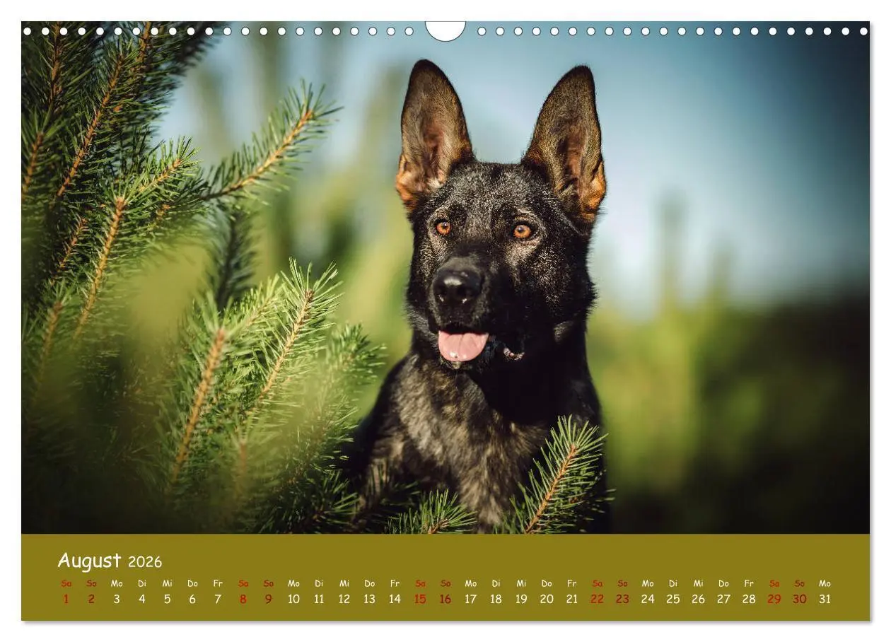 Bild: 9783457847275 | Schäferhunde und Ihre Vielfalt (Wandkalender 2026 DIN A3 quer),...