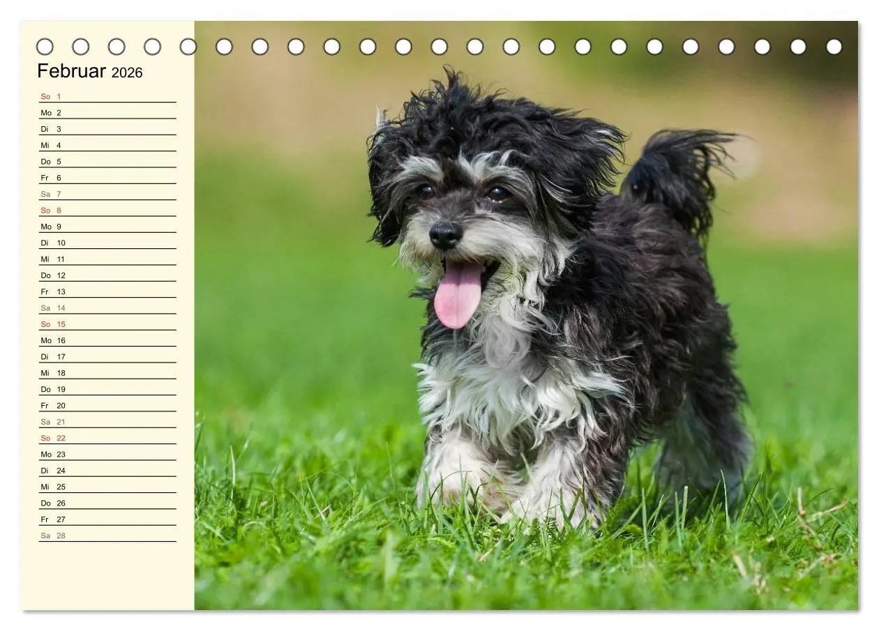 Bild: 9783516007275 | Kobolde auf 4 Pfoten - Bolonka Zwetna (Tischkalender 2026 DIN A5...