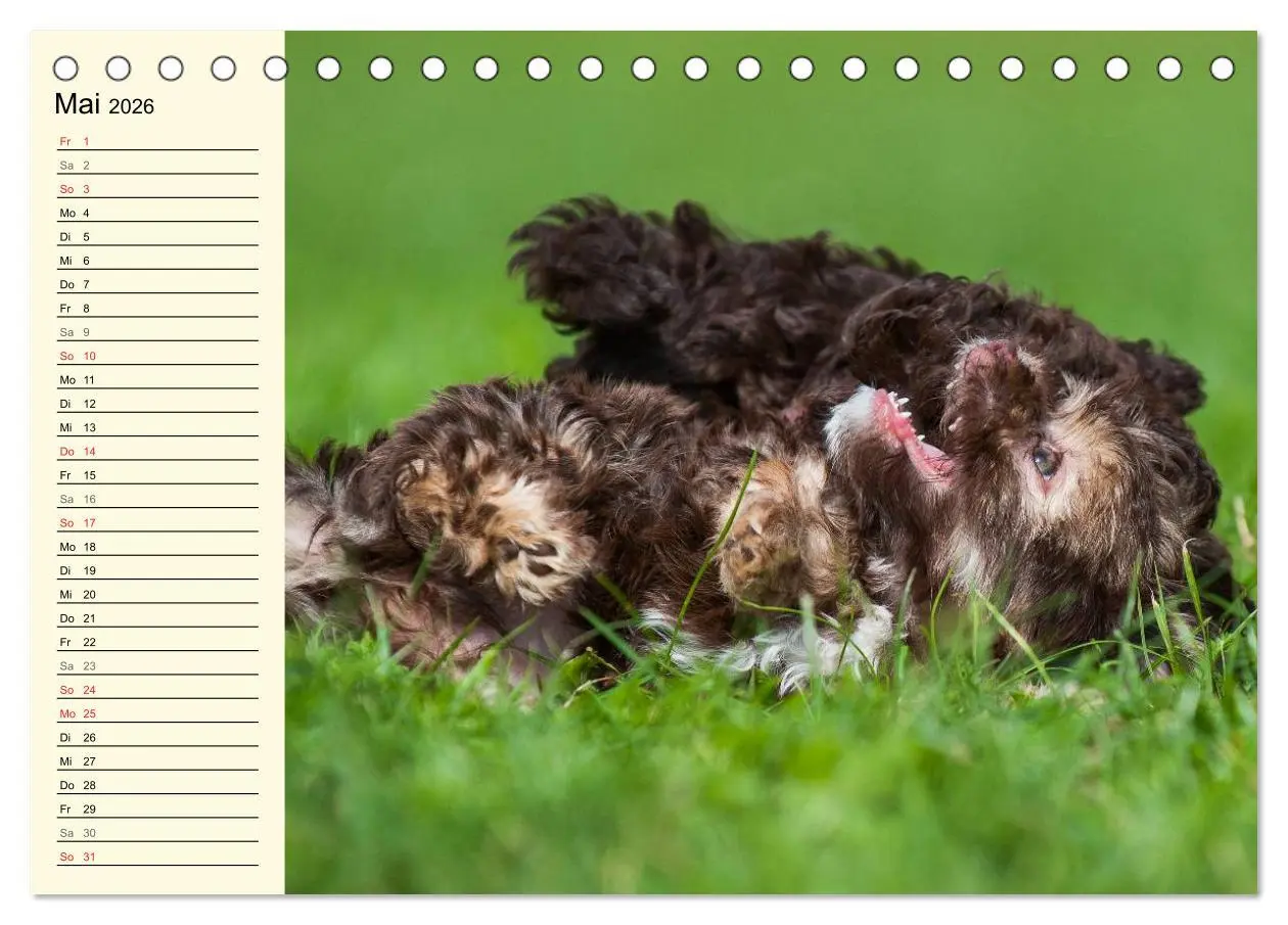 Bild: 9783516007275 | Kobolde auf 4 Pfoten - Bolonka Zwetna (Tischkalender 2026 DIN A5...