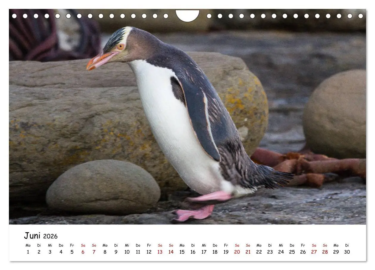 Bild: 9783457907375 | Neuseeland-Aotearoa, Land der weißen Wolke (Wandkalender 2026 DIN...