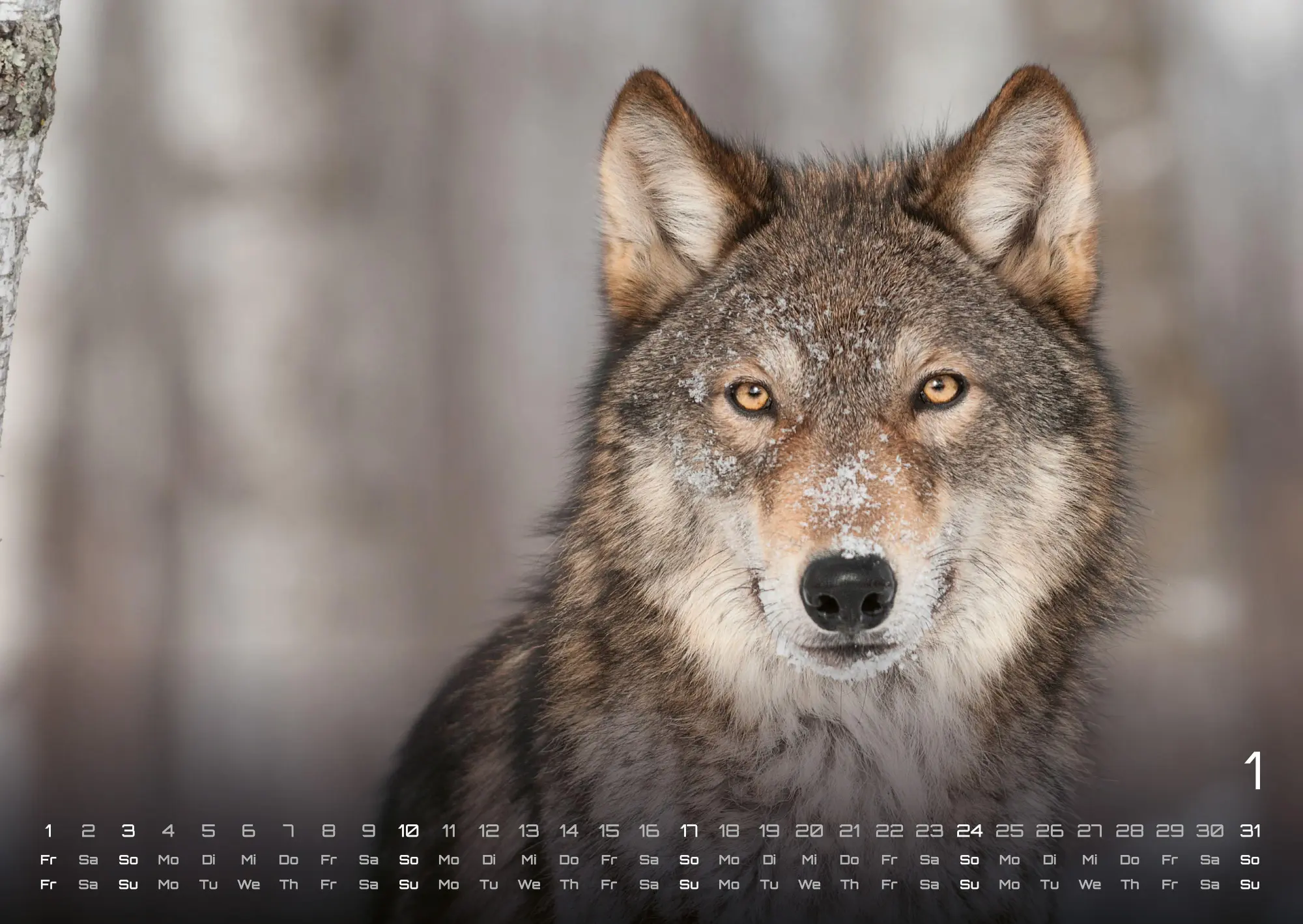 Bild: 9783986737375 | Wolf - Im Schatten des Waldes - 2027 - Kalender DIN A2 | GP-Fever. de