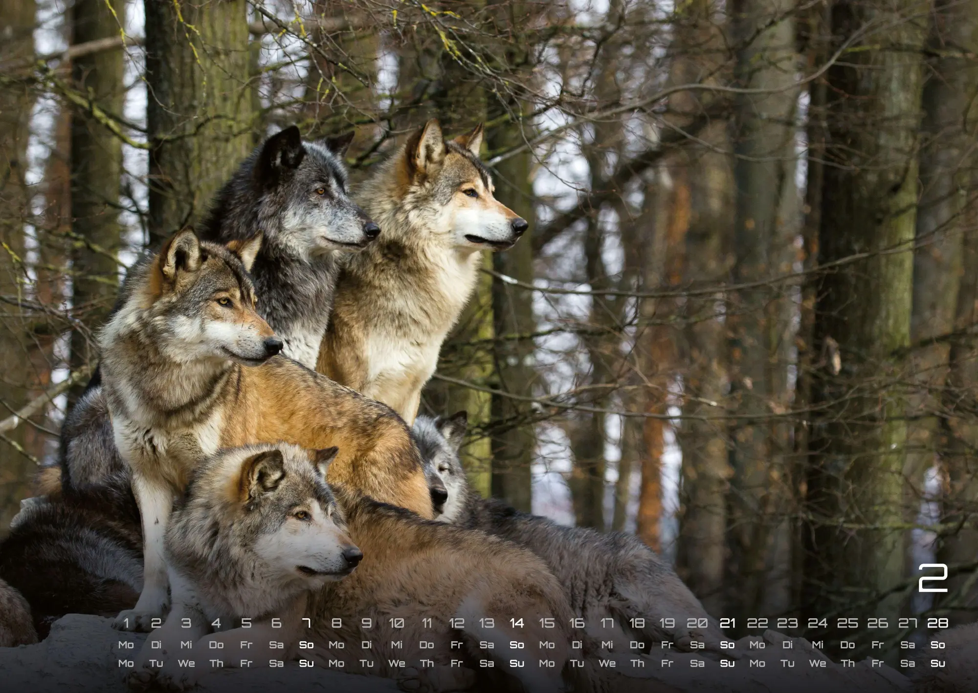 Bild: 9783986737375 | Wolf - Im Schatten des Waldes - 2027 - Kalender DIN A2 | GP-Fever. de