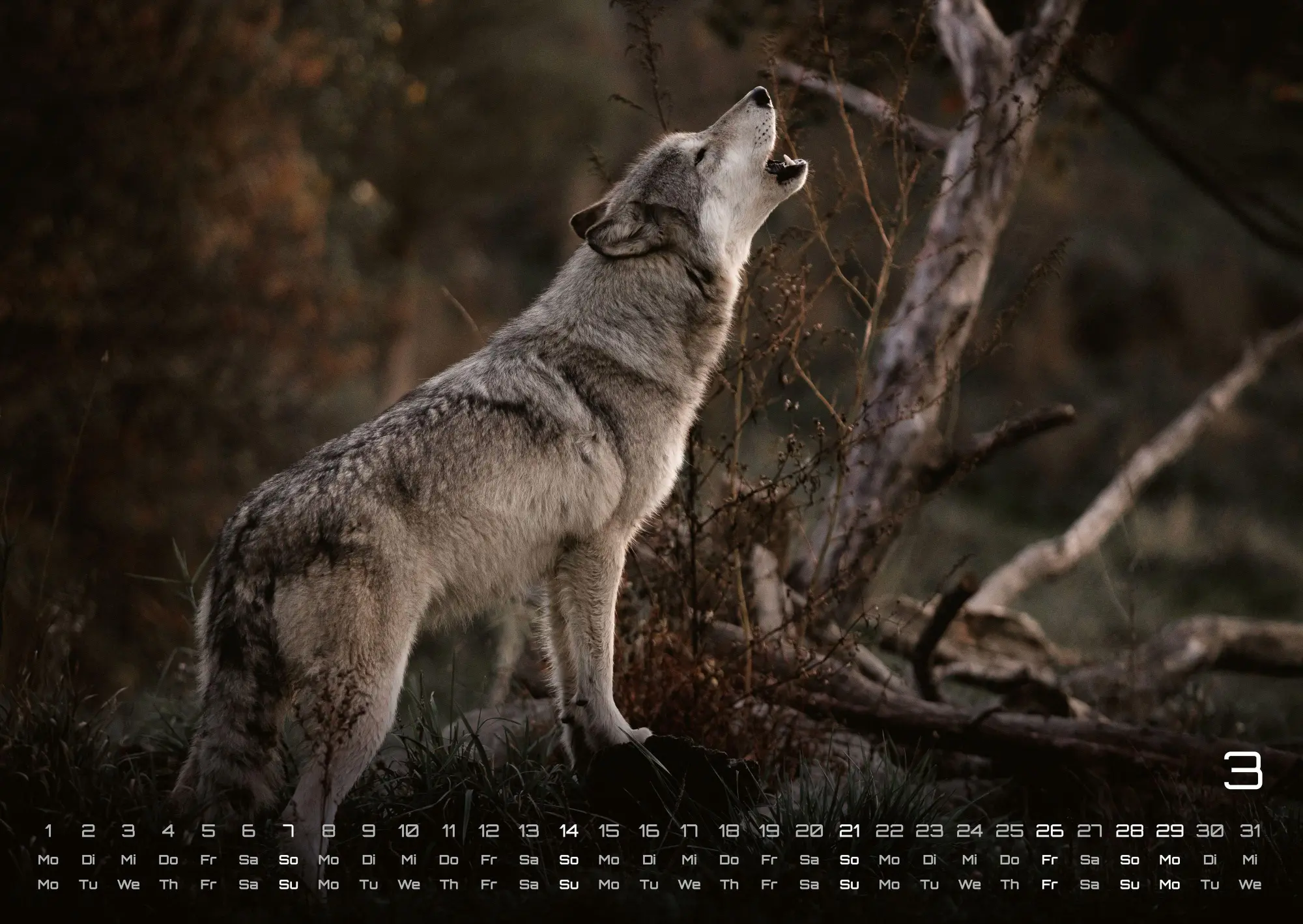 Bild: 9783986737375 | Wolf - Im Schatten des Waldes - 2027 - Kalender DIN A2 | GP-Fever. de