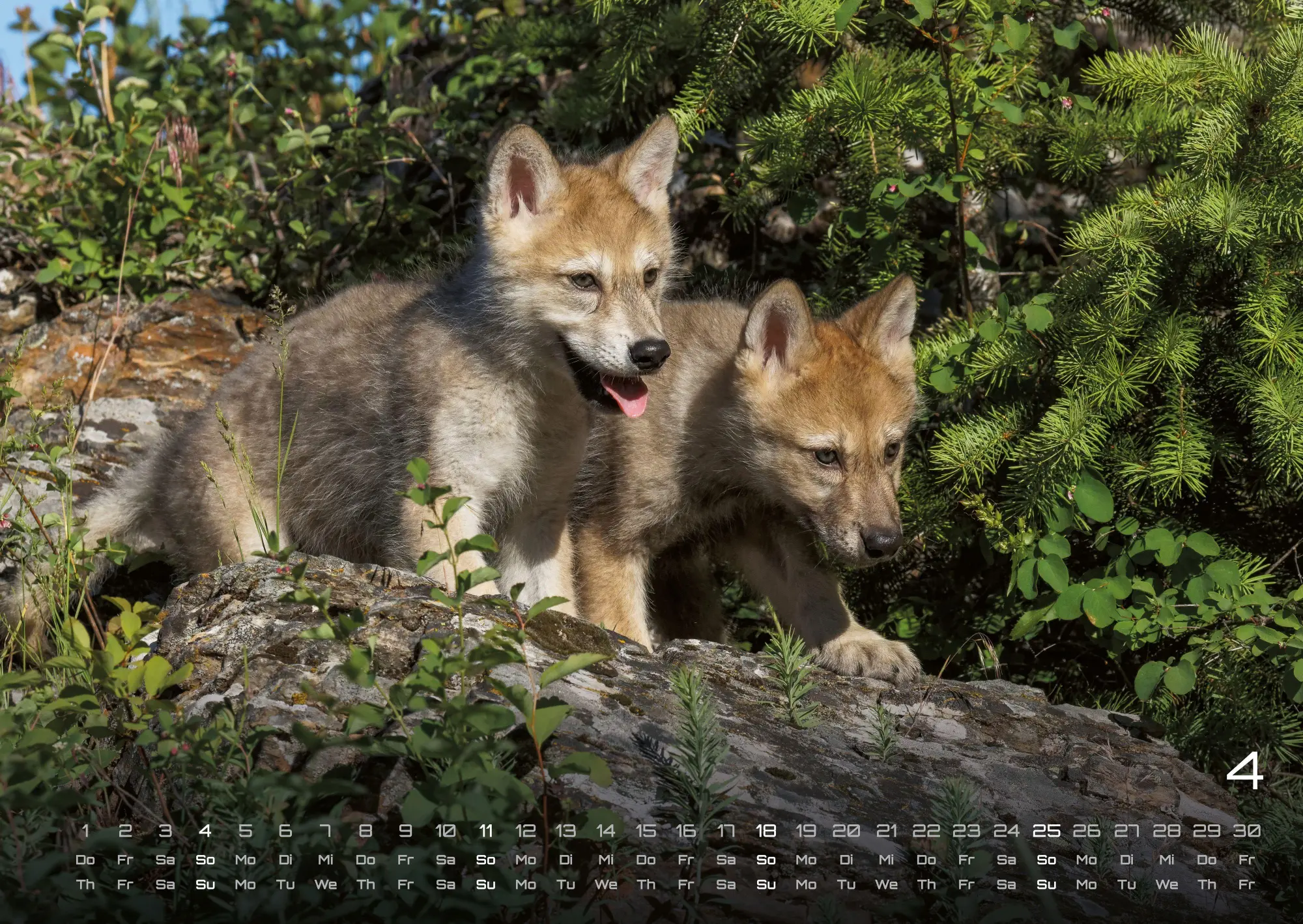 Bild: 9783986737375 | Wolf - Im Schatten des Waldes - 2027 - Kalender DIN A2 | GP-Fever. de