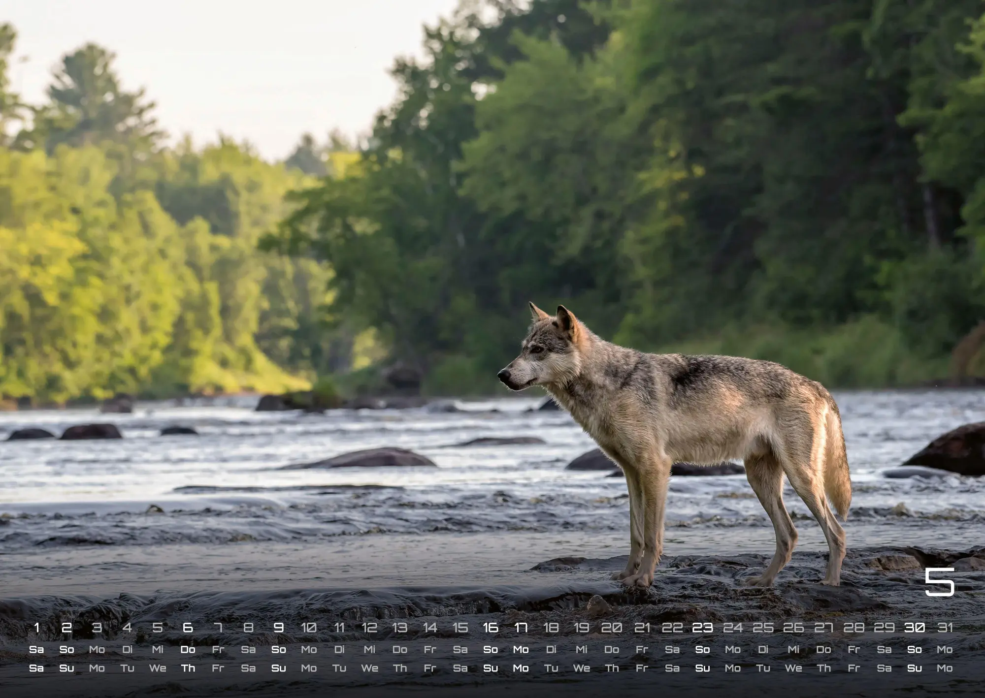 Bild: 9783986737375 | Wolf - Im Schatten des Waldes - 2027 - Kalender DIN A2 | GP-Fever. de