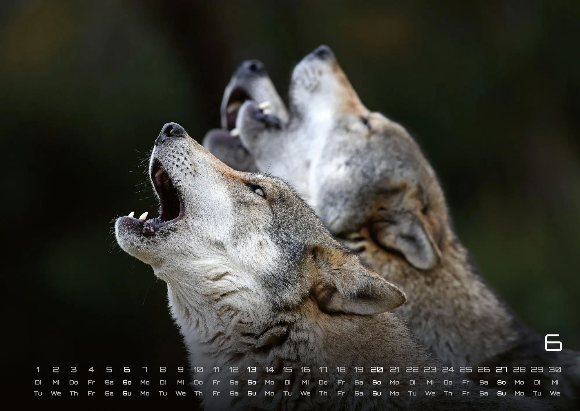 Bild: 9783986737375 | Wolf - Im Schatten des Waldes - 2027 - Kalender DIN A2 | GP-Fever. de
