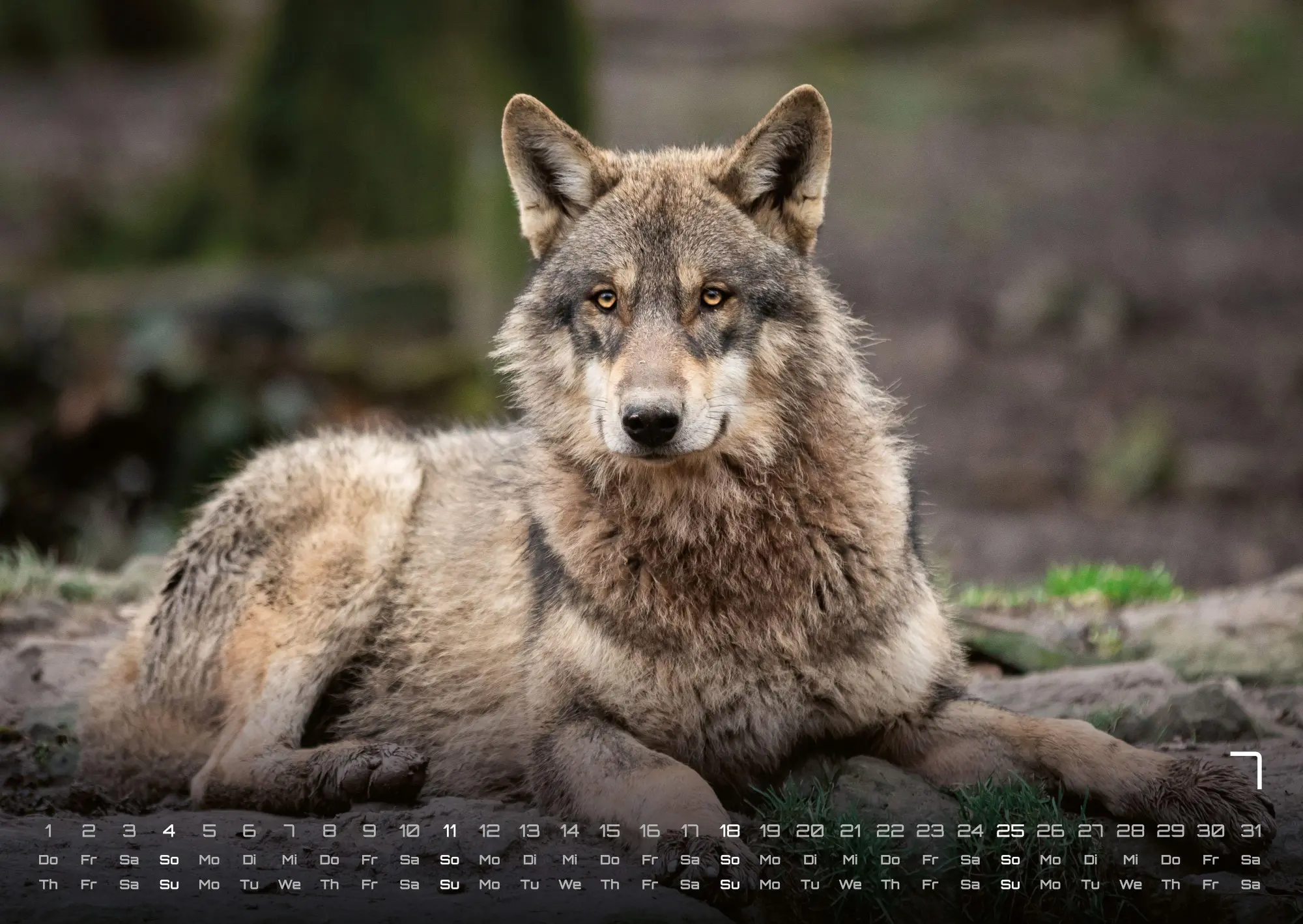 Bild: 9783986737375 | Wolf - Im Schatten des Waldes - 2027 - Kalender DIN A2 | GP-Fever. de