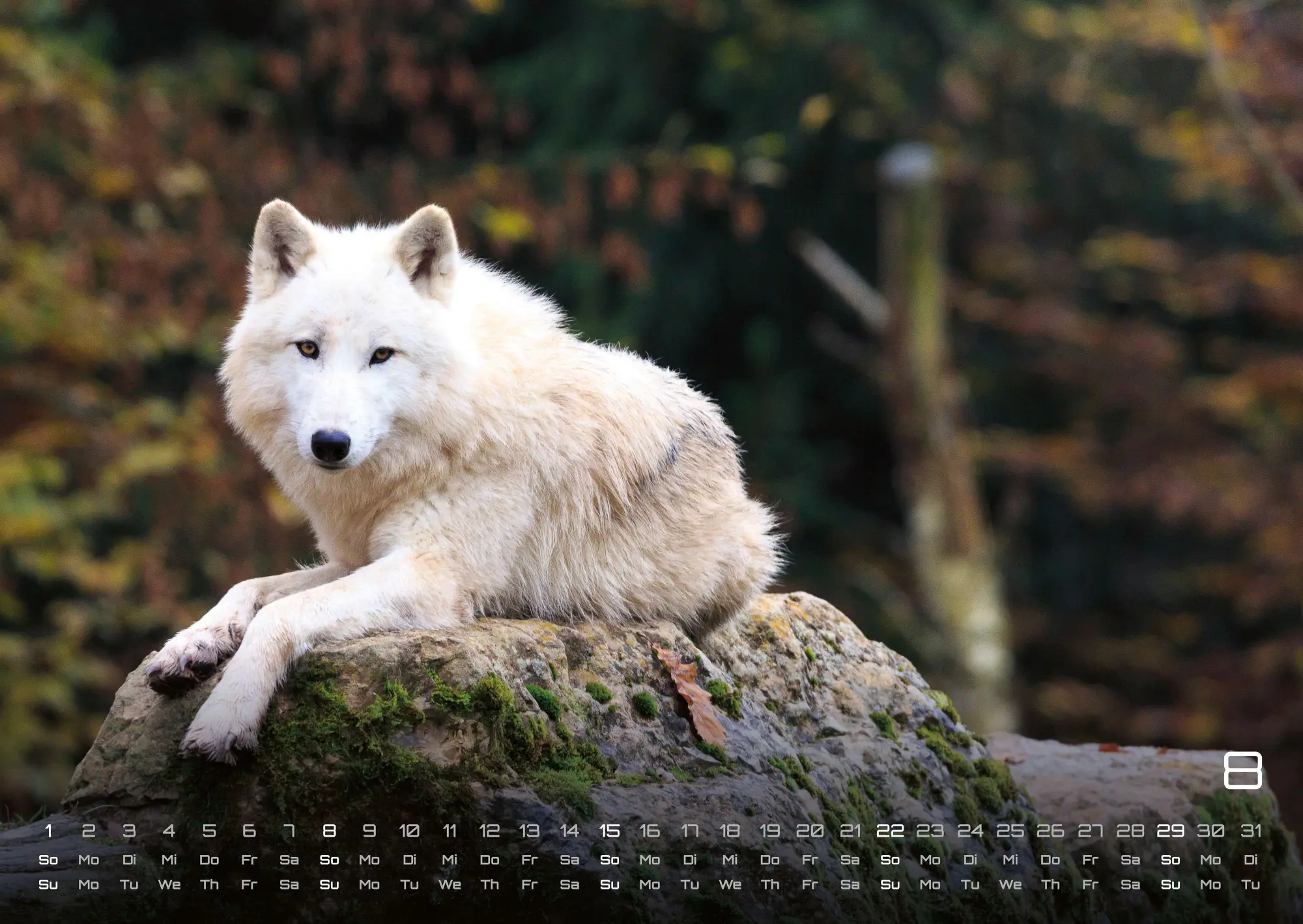 Bild: 9783986737375 | Wolf - Im Schatten des Waldes - 2027 - Kalender DIN A2 | GP-Fever. de