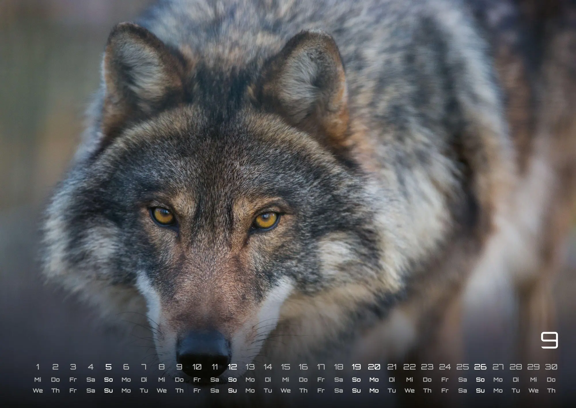 Bild: 9783986737375 | Wolf - Im Schatten des Waldes - 2027 - Kalender DIN A2 | GP-Fever. de