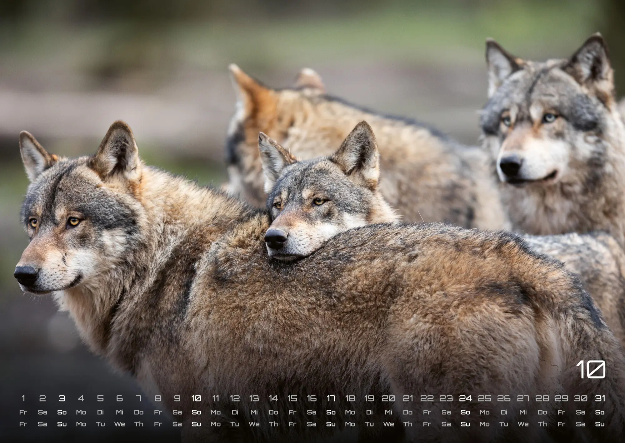 Bild: 9783986737375 | Wolf - Im Schatten des Waldes - 2027 - Kalender DIN A2 | GP-Fever. de