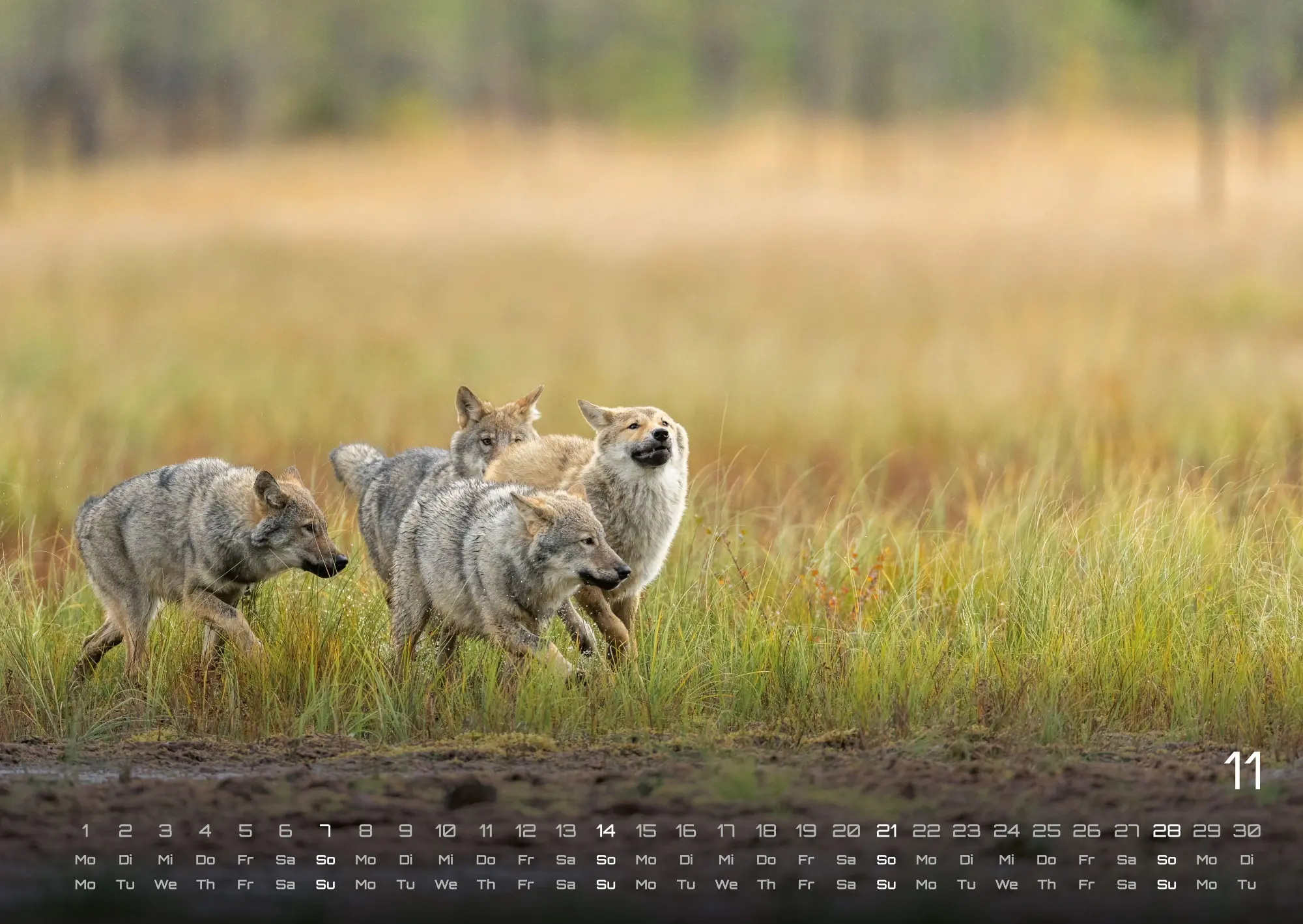 Bild: 9783986737375 | Wolf - Im Schatten des Waldes - 2027 - Kalender DIN A2 | GP-Fever. de