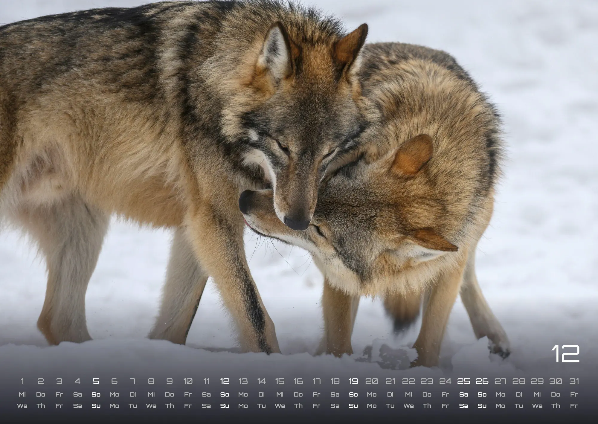 Bild: 9783986737375 | Wolf - Im Schatten des Waldes - 2027 - Kalender DIN A2 | GP-Fever. de