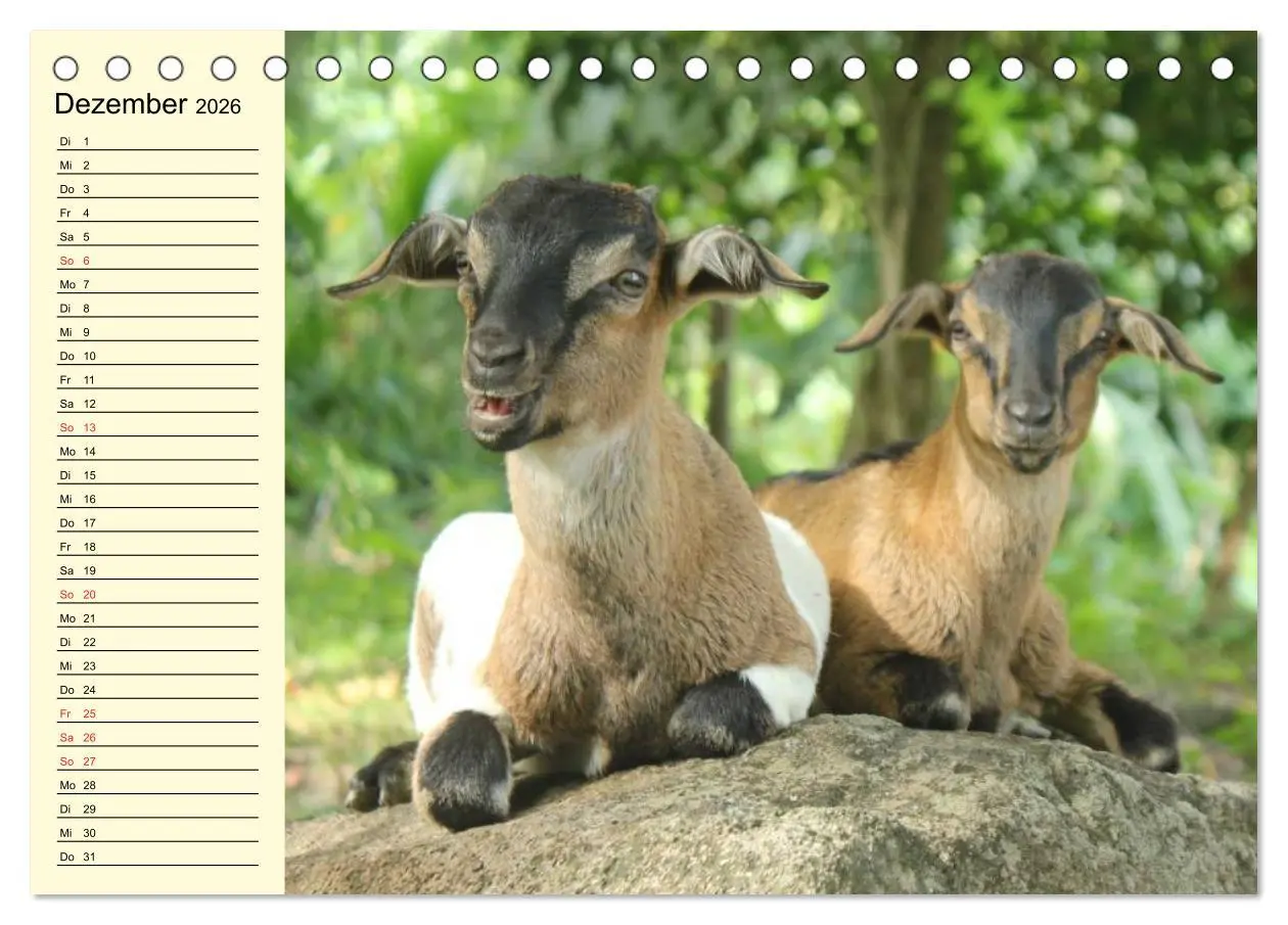 Bild: 9783457987575 | Ziegen. Lustige Ausbruchskünstler (Tischkalender 2026 DIN A5 quer),...