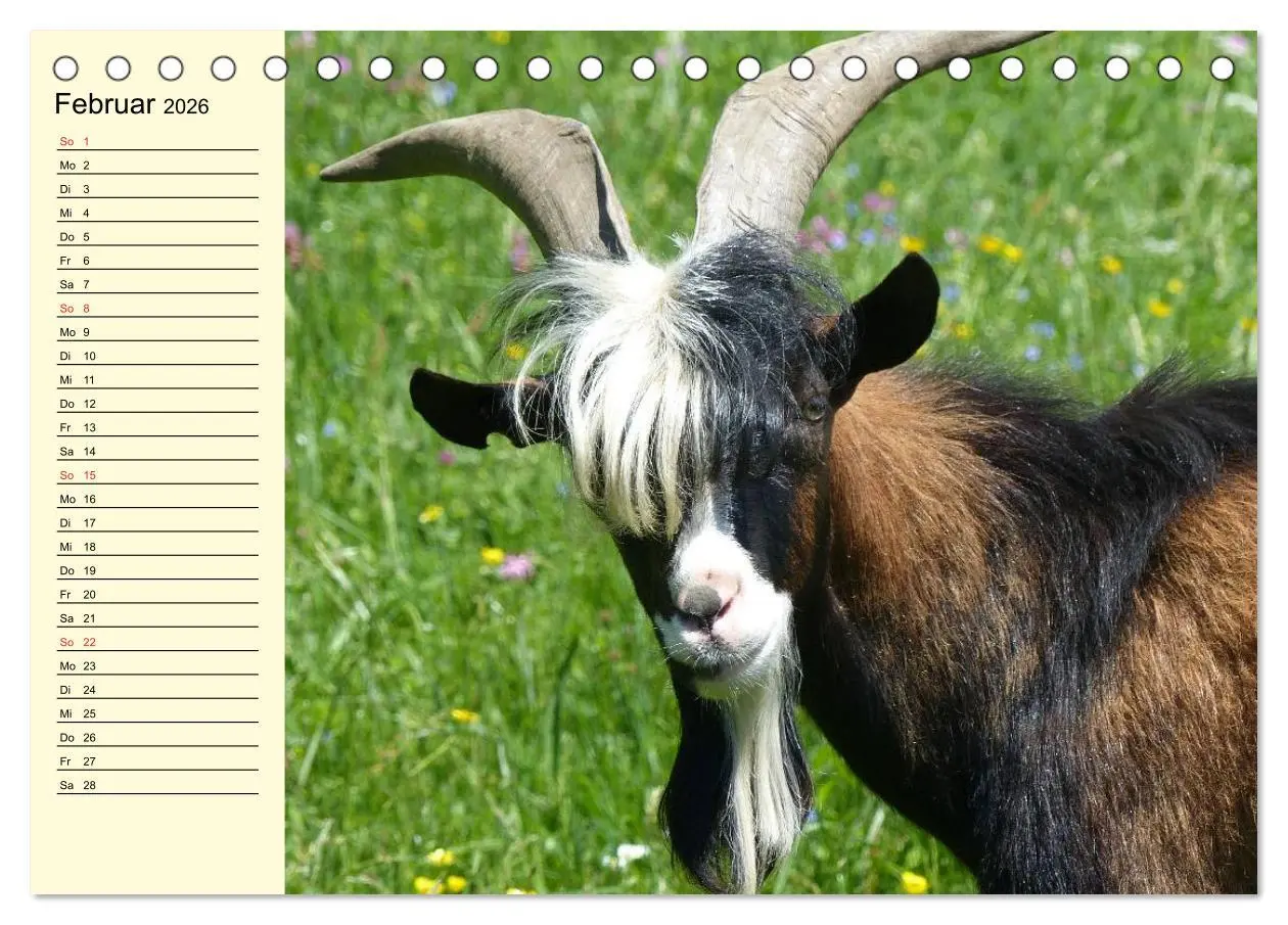 Bild: 9783457987575 | Ziegen. Lustige Ausbruchskünstler (Tischkalender 2026 DIN A5 quer),...