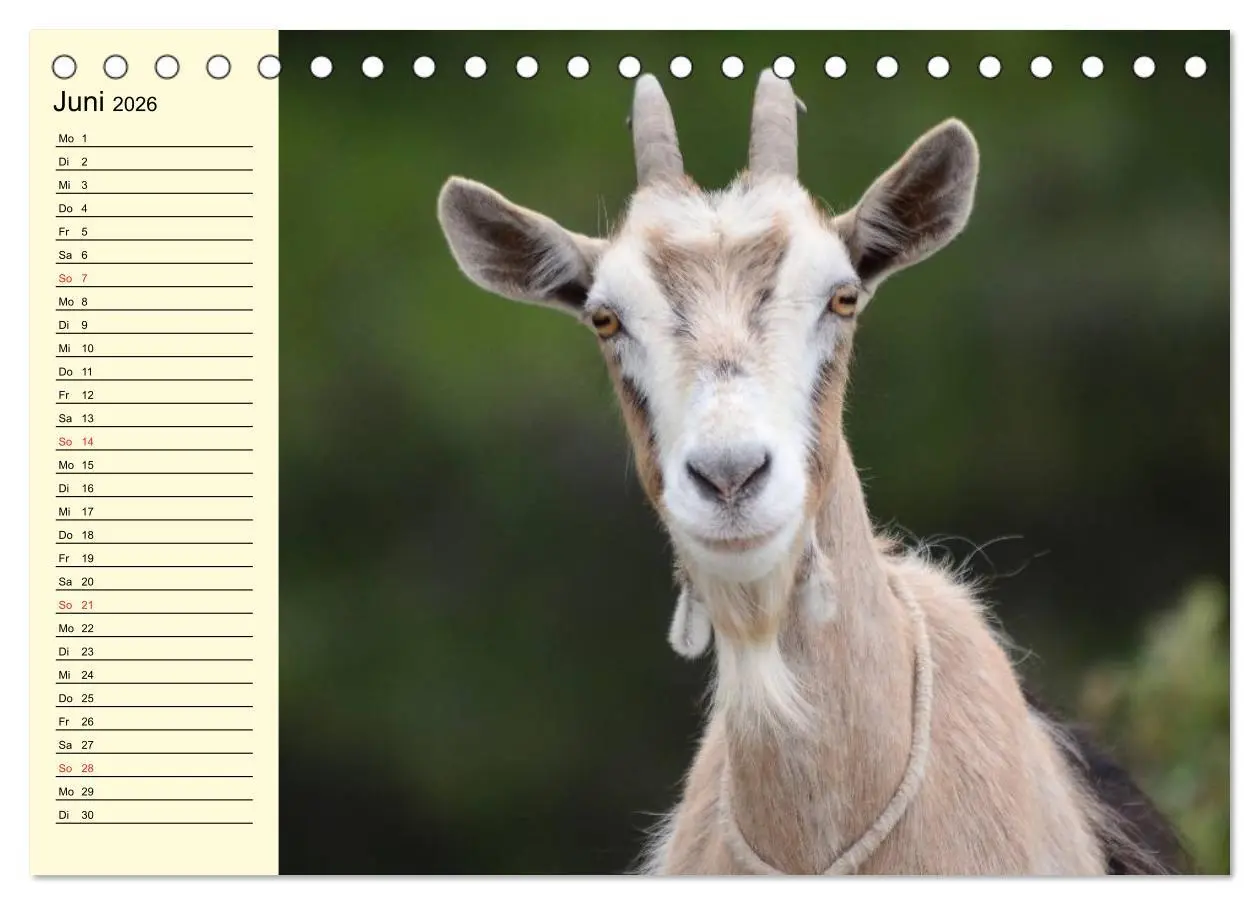 Bild: 9783457987575 | Ziegen. Lustige Ausbruchskünstler (Tischkalender 2026 DIN A5 quer),...