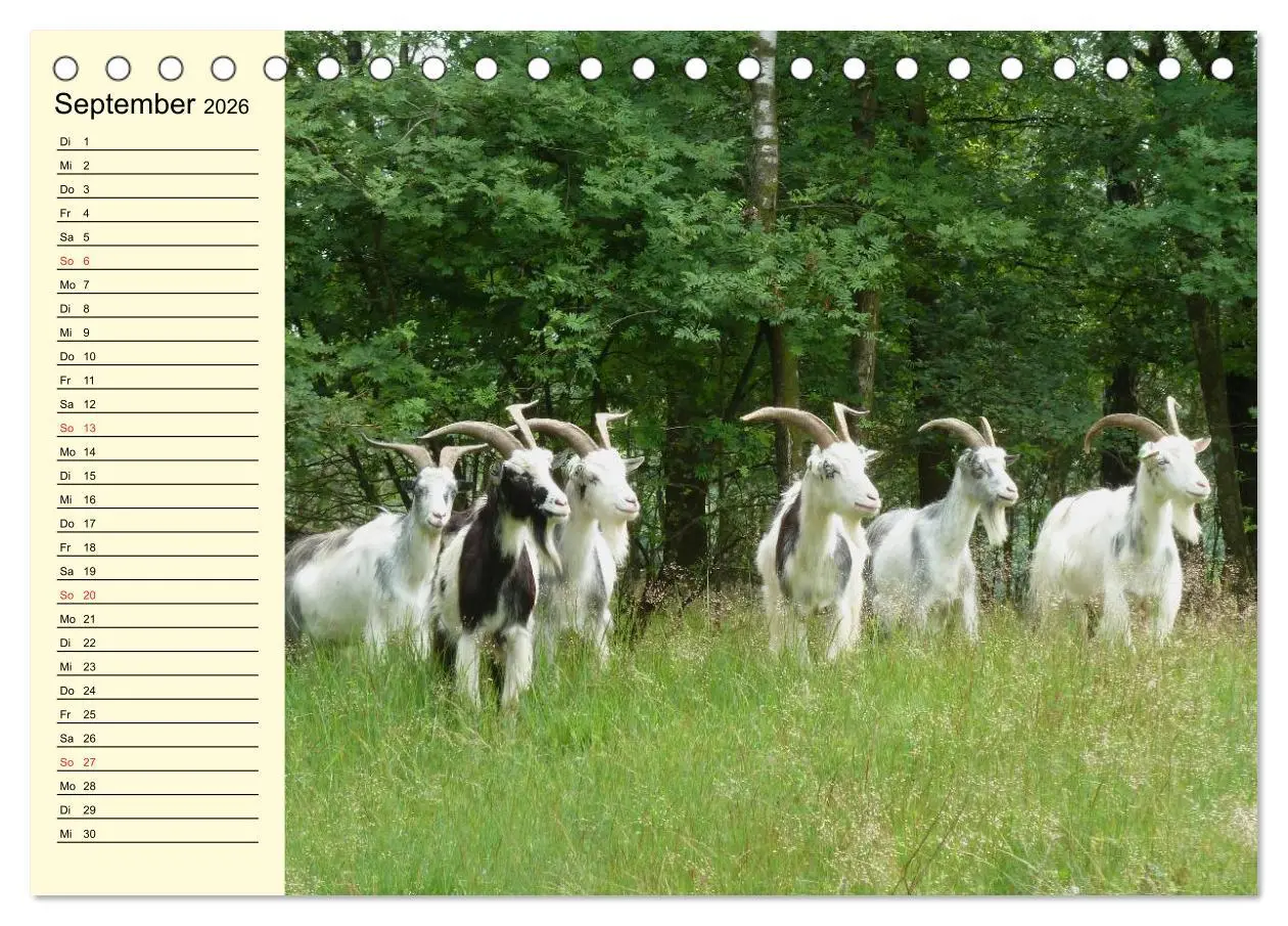 Bild: 9783457987575 | Ziegen. Lustige Ausbruchskünstler (Tischkalender 2026 DIN A5 quer),...