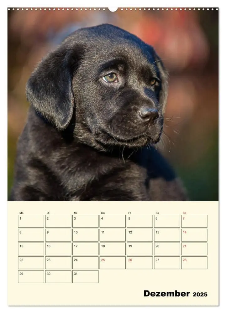 Bild: 9783435957675 | Familienplaner - Labrador Welpen entdecken die Welt (Wandkalender...