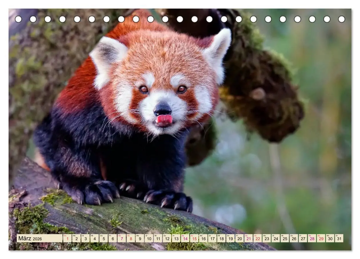 Bild: 9783457897775 | Kleiner Panda (Tischkalender 2026 DIN A5 quer), CALVENDO...