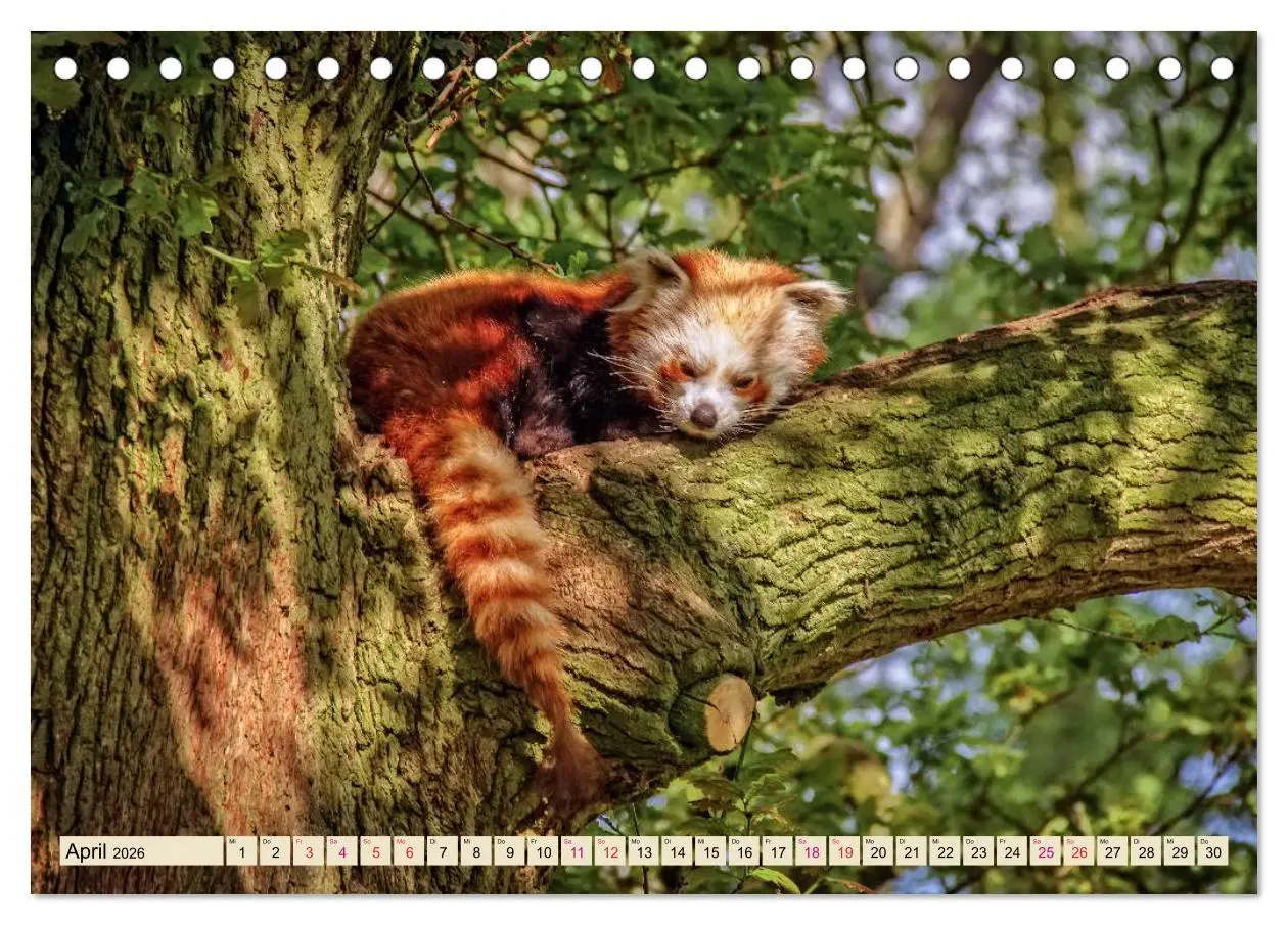 Bild: 9783457897775 | Kleiner Panda (Tischkalender 2026 DIN A5 quer), CALVENDO...