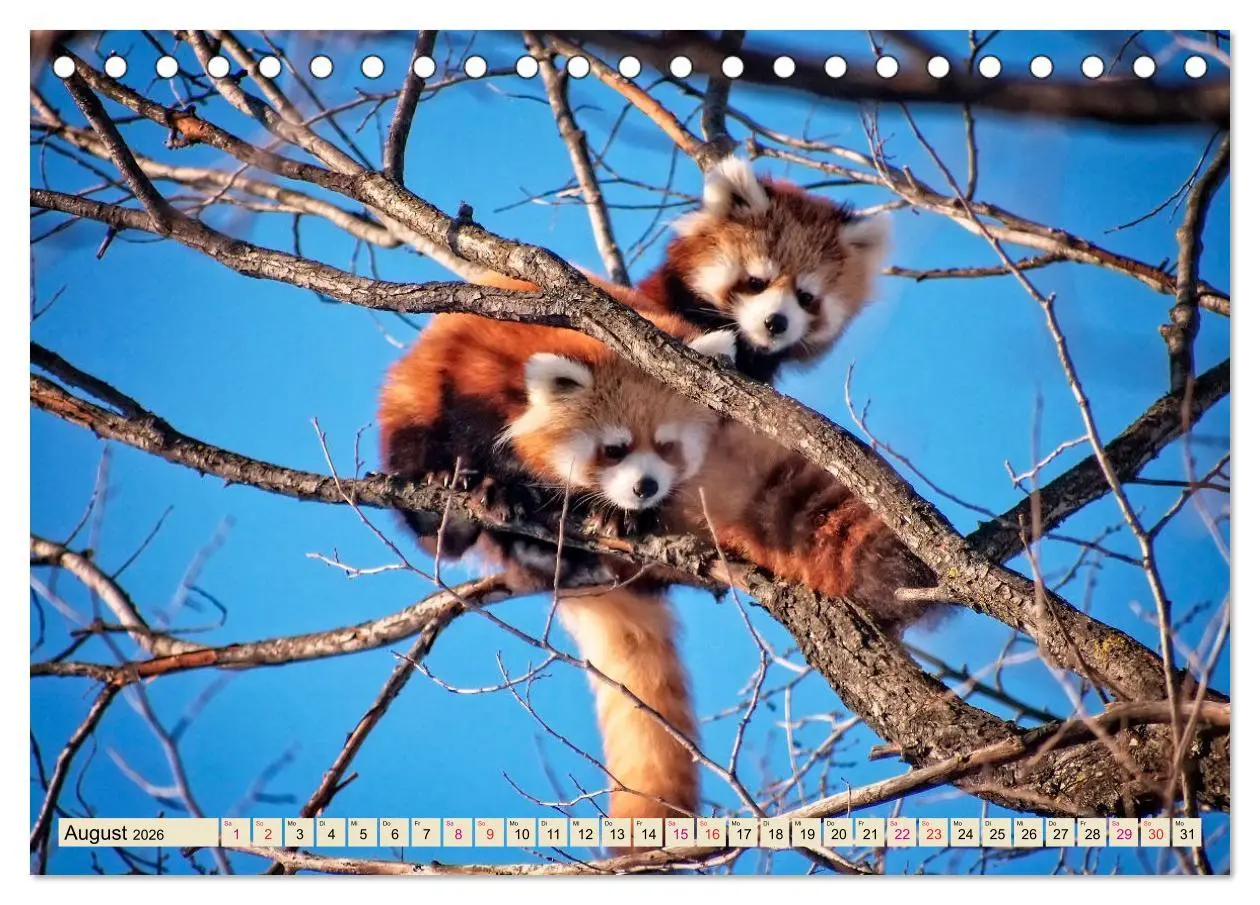 Bild: 9783457897775 | Kleiner Panda (Tischkalender 2026 DIN A5 quer), CALVENDO...