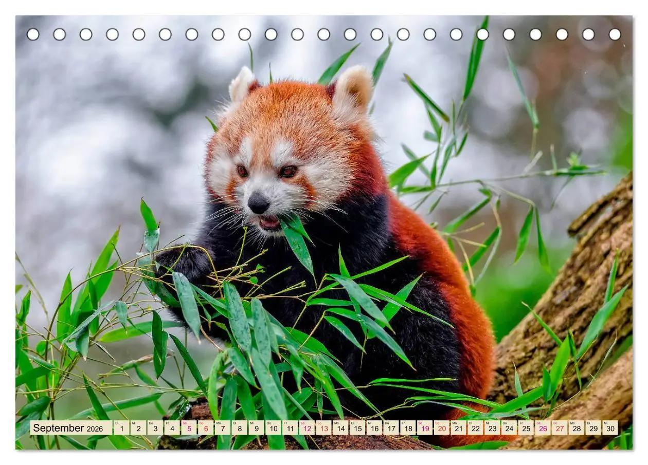 Bild: 9783457897775 | Kleiner Panda (Tischkalender 2026 DIN A5 quer), CALVENDO...