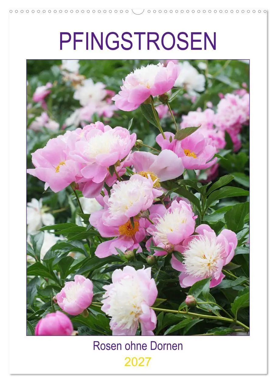 Cover: 9783569697775 | Pfingstrosen Rosen ohne Dornen (Wandkalender 2027 DIN A2 hoch),...