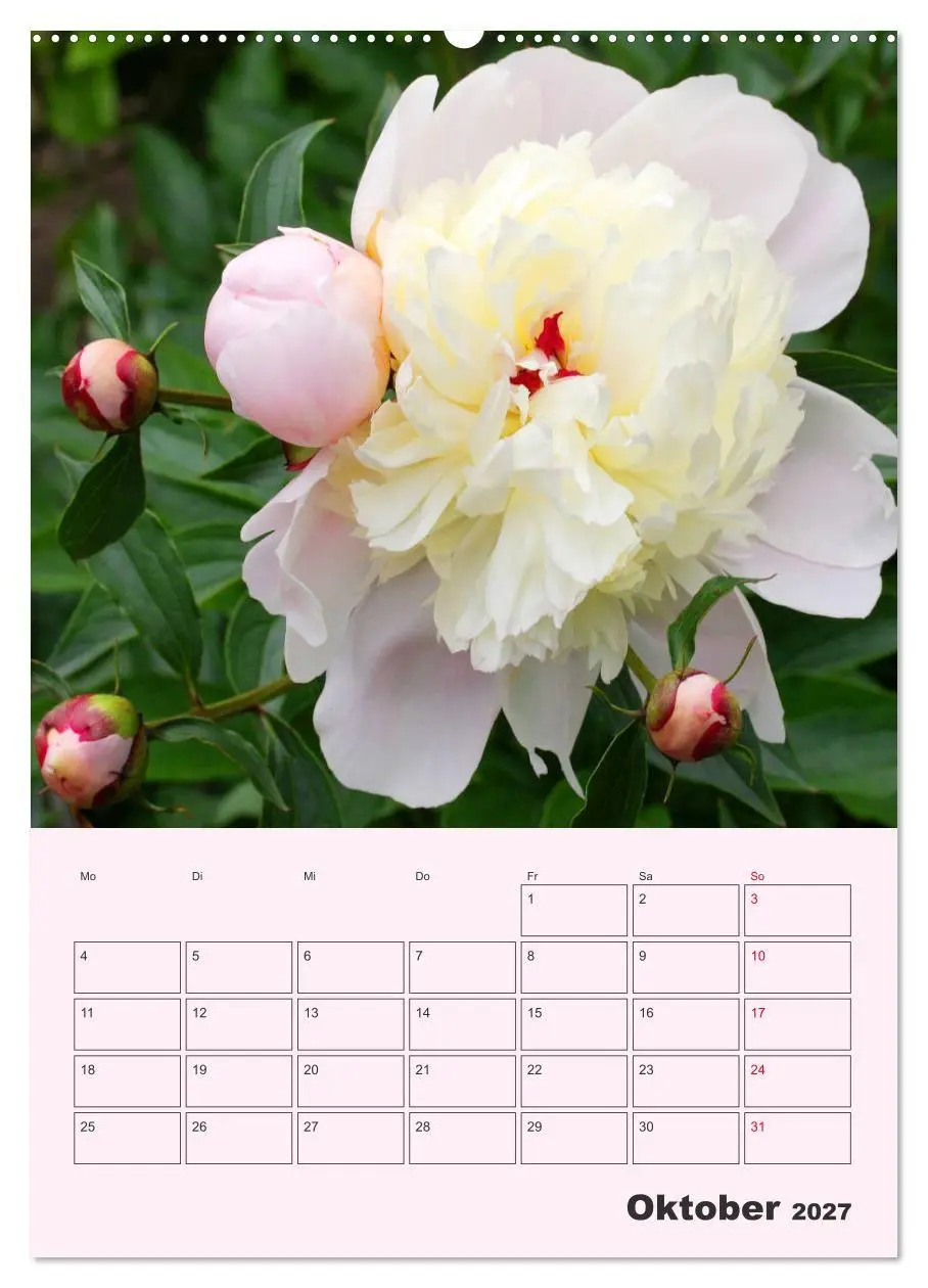 Bild: 9783569697775 | Pfingstrosen Rosen ohne Dornen (Wandkalender 2027 DIN A2 hoch),...