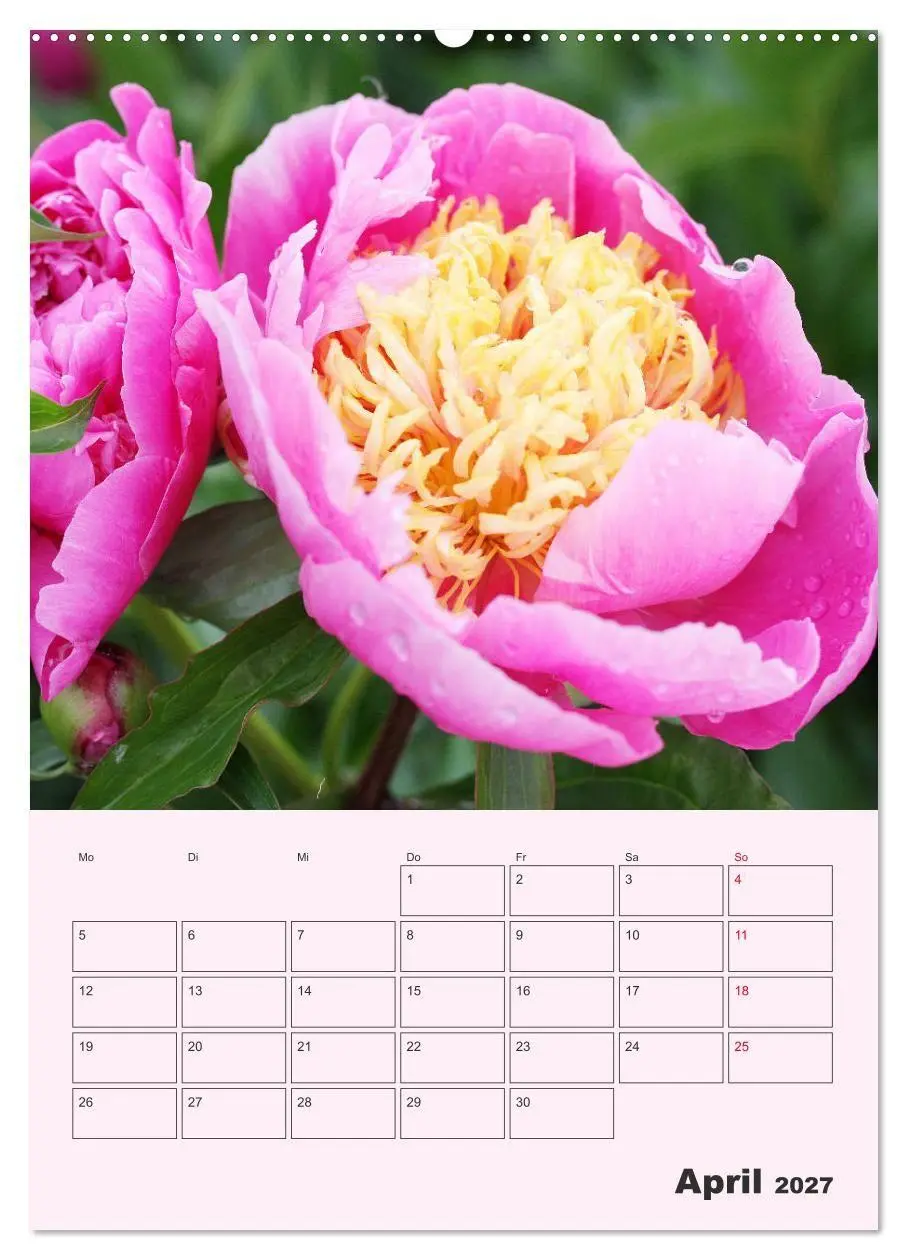 Bild: 9783569697775 | Pfingstrosen Rosen ohne Dornen (Wandkalender 2027 DIN A2 hoch),...