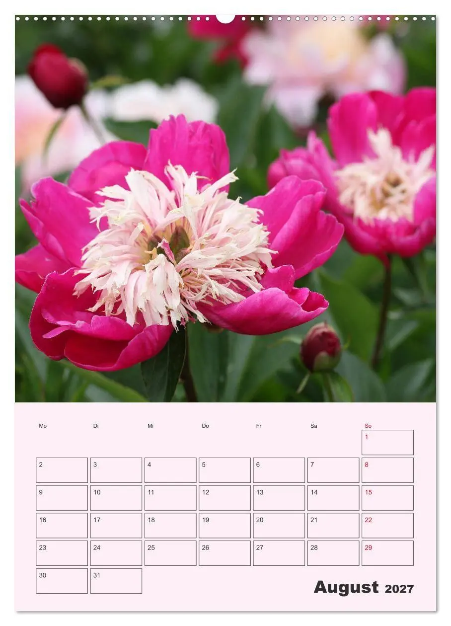 Bild: 9783569697775 | Pfingstrosen Rosen ohne Dornen (Wandkalender 2027 DIN A2 hoch),...