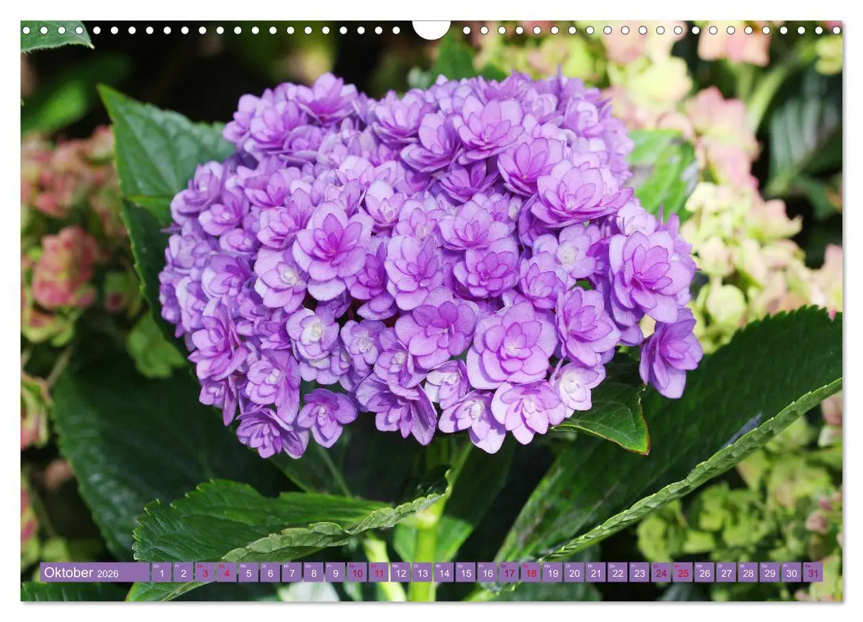 Bild: 9783457637975 | Liebenswerte Blüten (Wandkalender 2026 DIN A3 quer), CALVENDO...