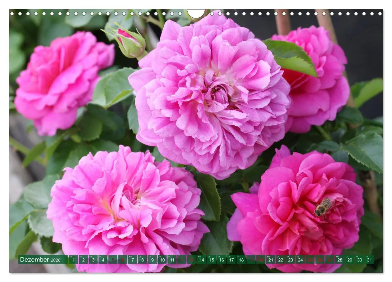 Bild: 9783457637975 | Liebenswerte Blüten (Wandkalender 2026 DIN A3 quer), CALVENDO...