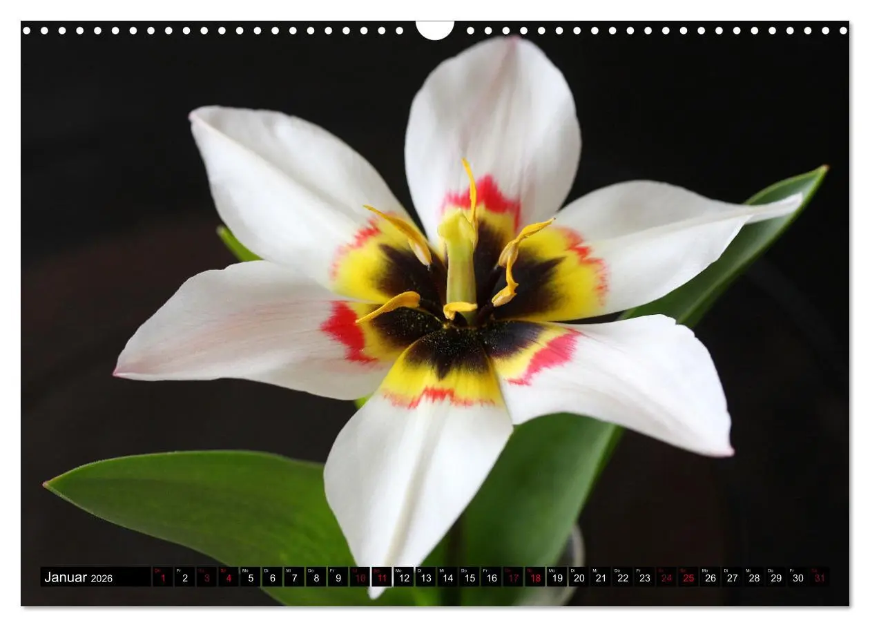 Bild: 9783457637975 | Liebenswerte Blüten (Wandkalender 2026 DIN A3 quer), CALVENDO...
