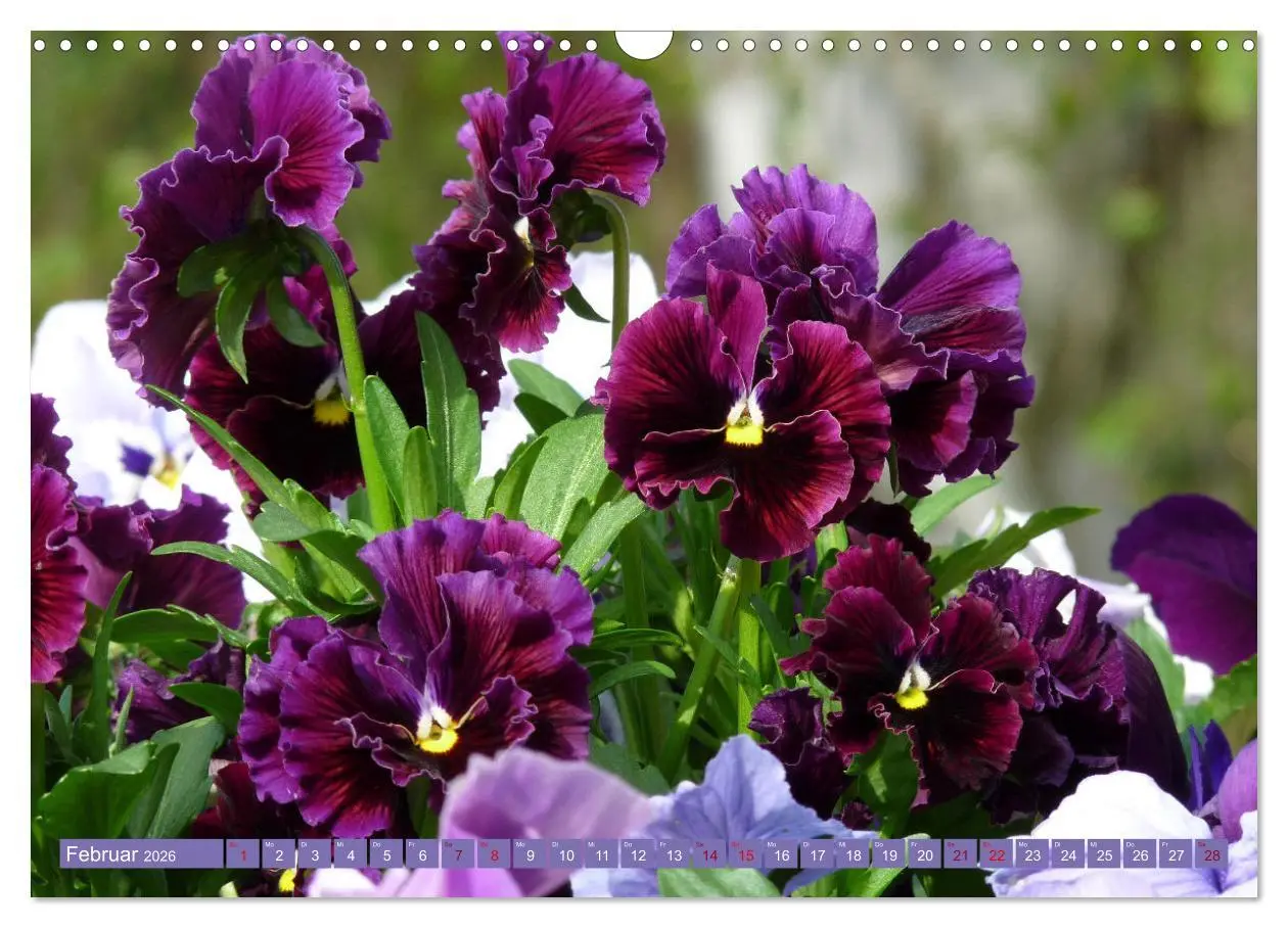 Bild: 9783457637975 | Liebenswerte Blüten (Wandkalender 2026 DIN A3 quer), CALVENDO...