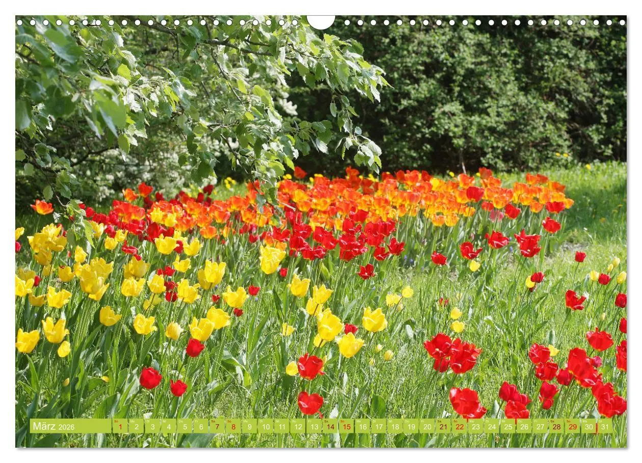Bild: 9783457637975 | Liebenswerte Blüten (Wandkalender 2026 DIN A3 quer), CALVENDO...