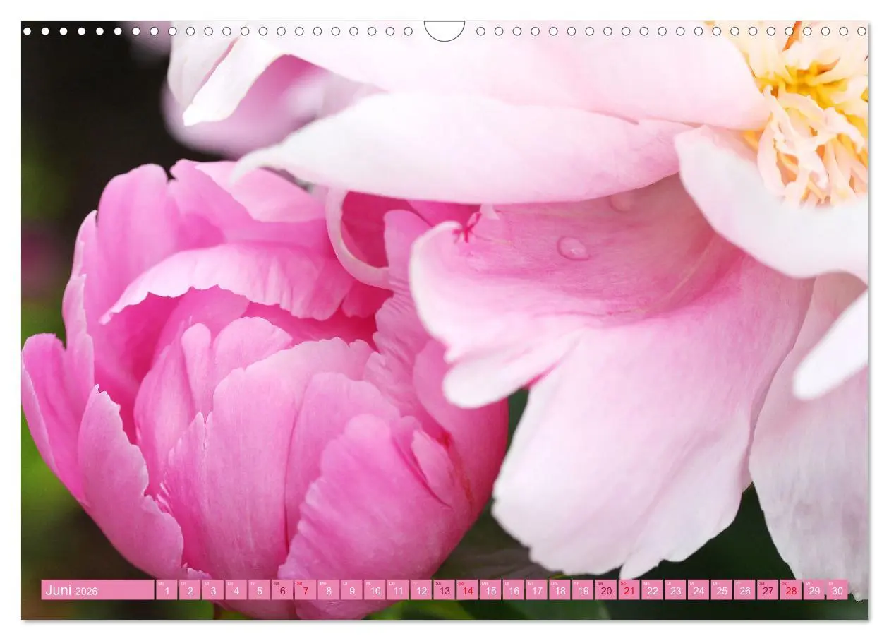 Bild: 9783457637975 | Liebenswerte Blüten (Wandkalender 2026 DIN A3 quer), CALVENDO...
