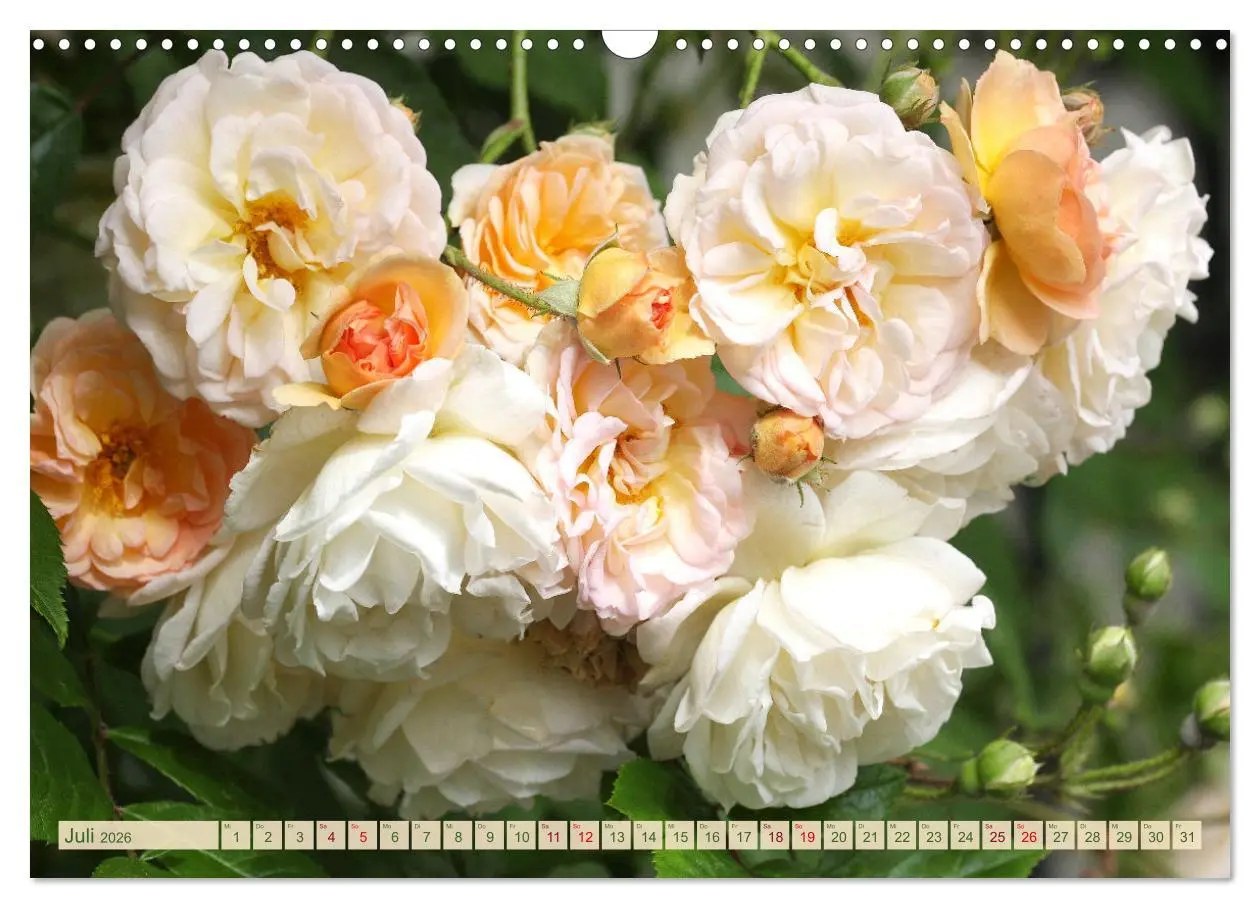 Bild: 9783457637975 | Liebenswerte Blüten (Wandkalender 2026 DIN A3 quer), CALVENDO...