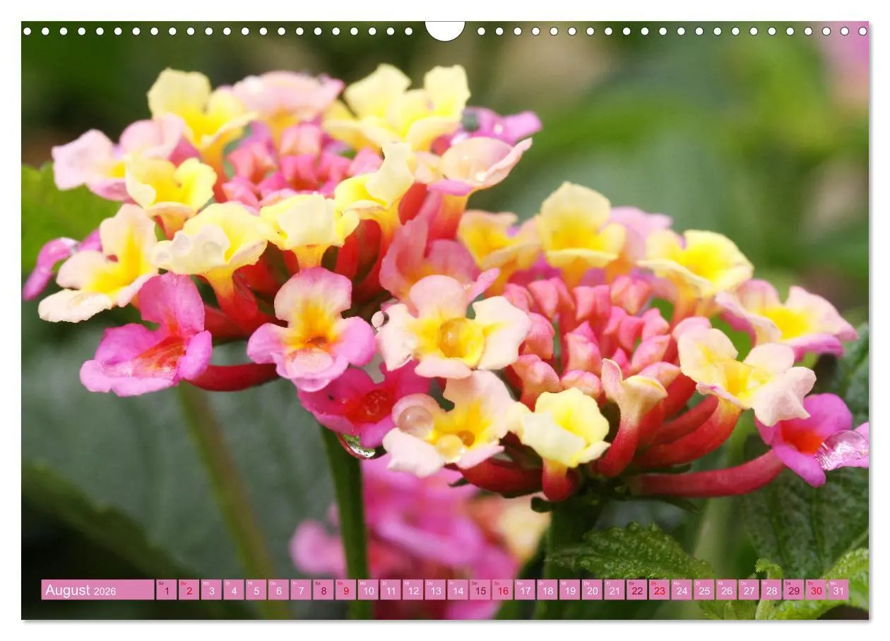 Bild: 9783457637975 | Liebenswerte Blüten (Wandkalender 2026 DIN A3 quer), CALVENDO...