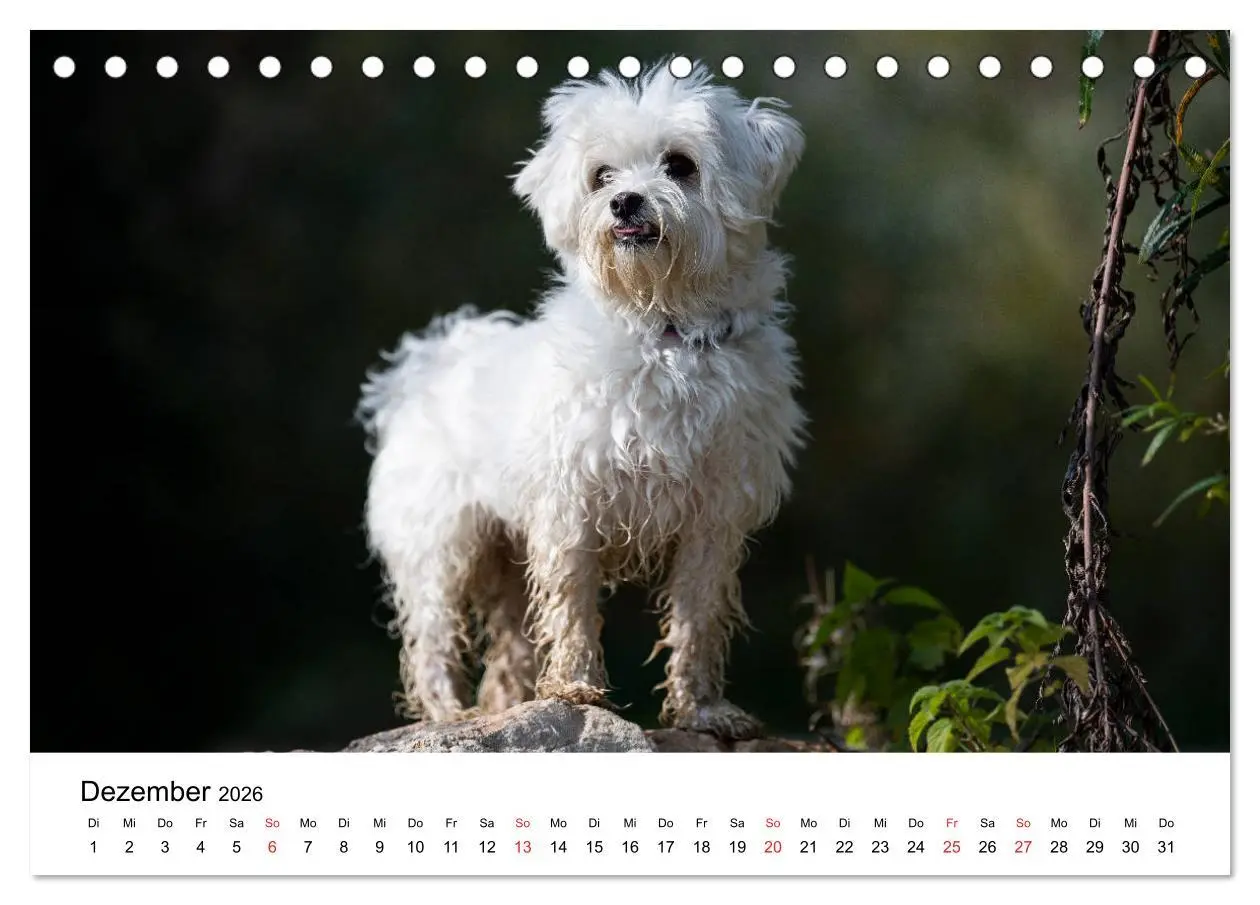 Bild: 9783457707975 | Moritz, der freche Malteser (Tischkalender 2026 DIN A5 quer),...
