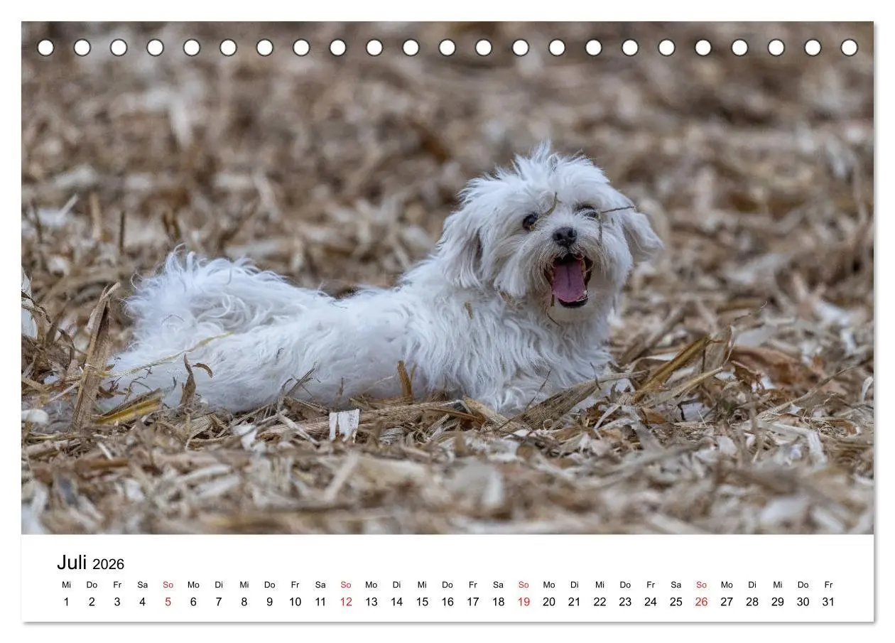 Bild: 9783457707975 | Moritz, der freche Malteser (Tischkalender 2026 DIN A5 quer),...
