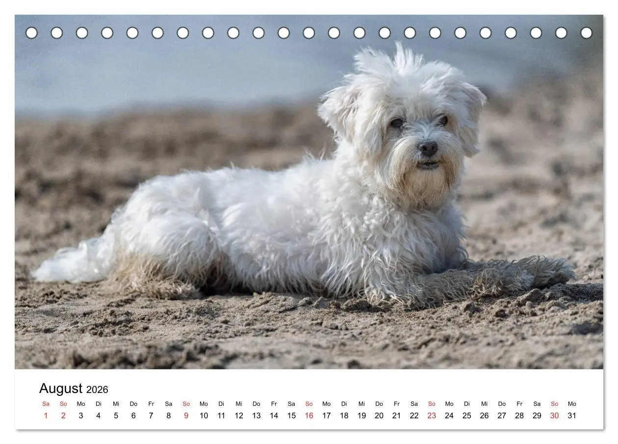 Bild: 9783457707975 | Moritz, der freche Malteser (Tischkalender 2026 DIN A5 quer),...