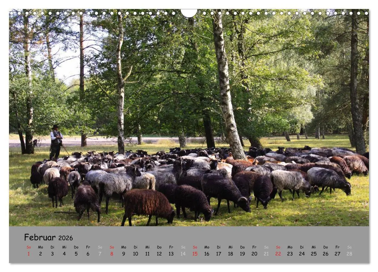 Bild: 9783516107975 | Lüneburger Heide - schön zu jeder Jahreszeit (Wandkalender 2026 DIN...