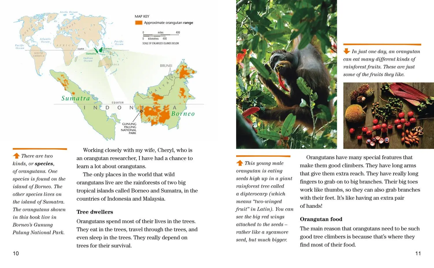 Bild: 9780008358075 | Face to Face with Orangutans | Level 5 | Cheryl Knott (u. a.) | Buch
